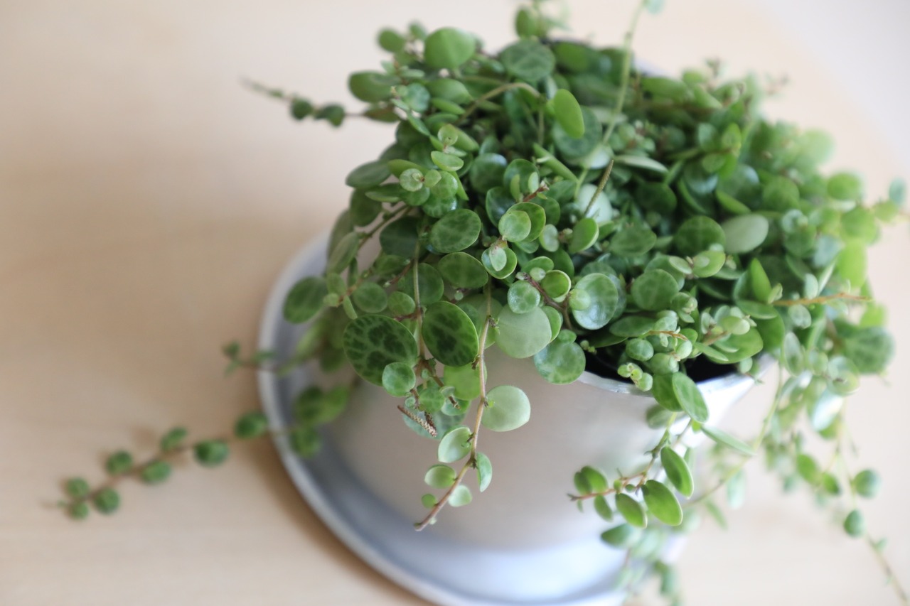 【S】ペペロミア プロストラータ タートル/Peperomia oides