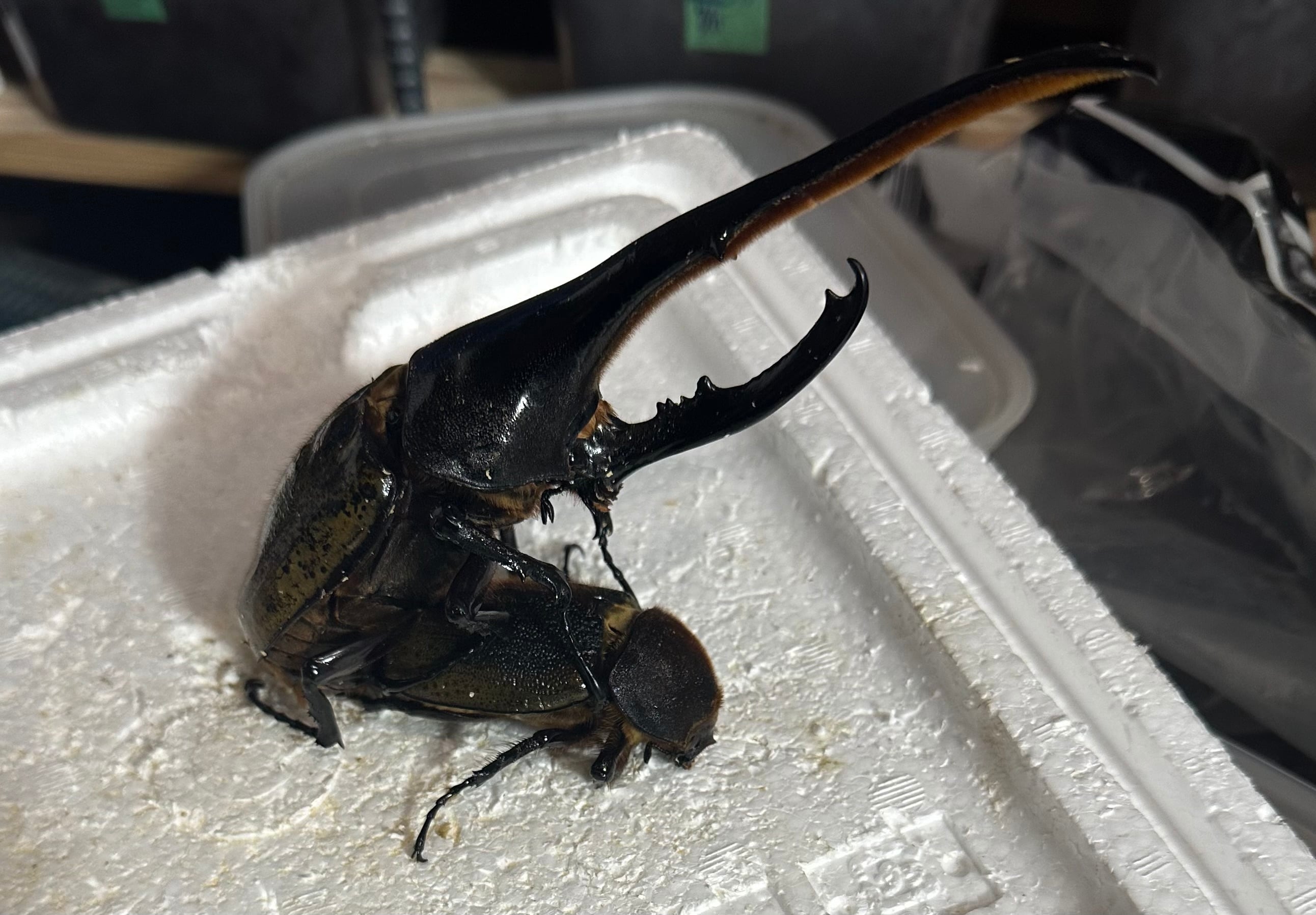 ヘラクレスオオカブト　♂　147mm　未使用　後食開始 ヘラクレスオオカブト ♂ 147mm 未使用 後食開始