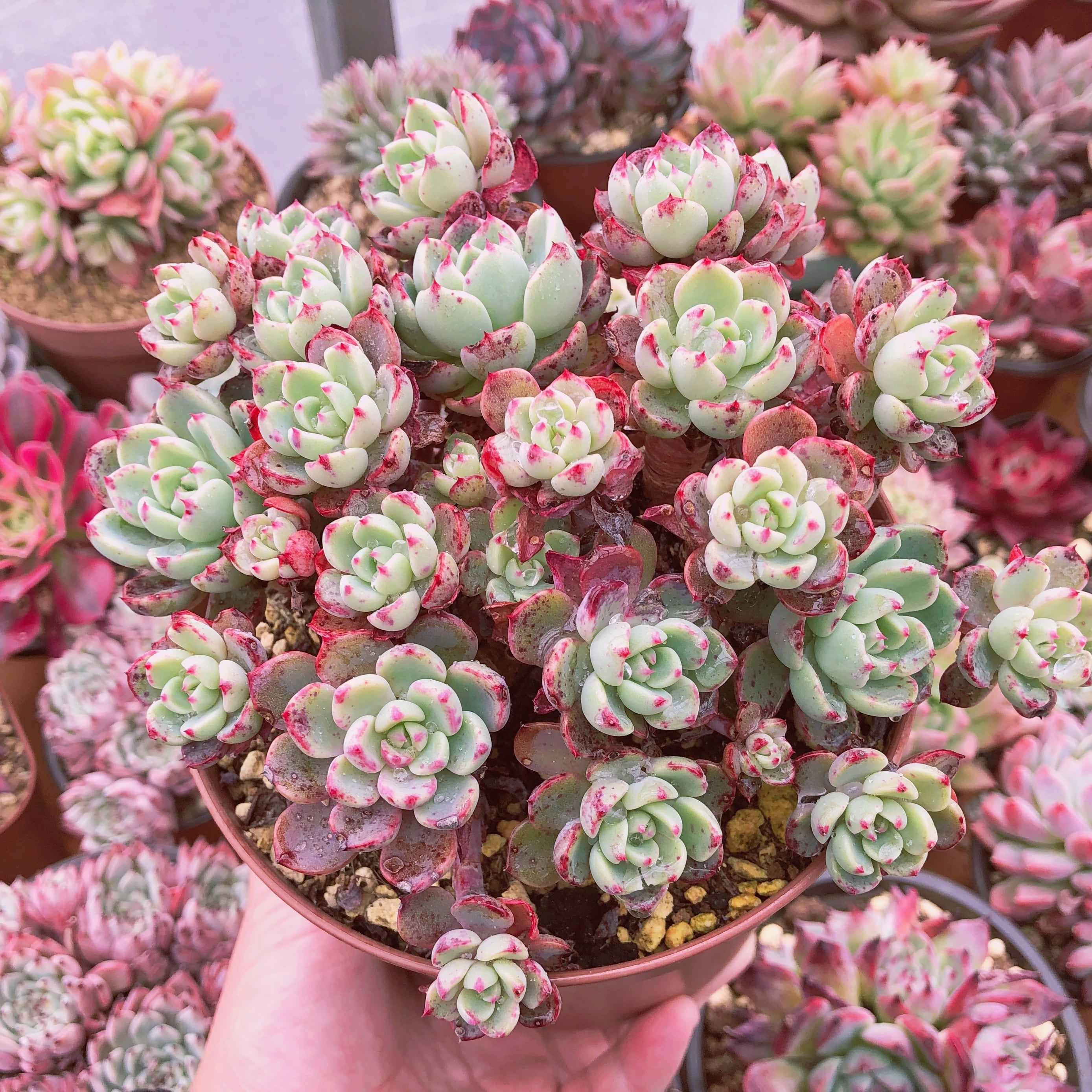 多肉植物 nanafukumini 特大群生 抜き苗 | るる農園~多肉植物専門
