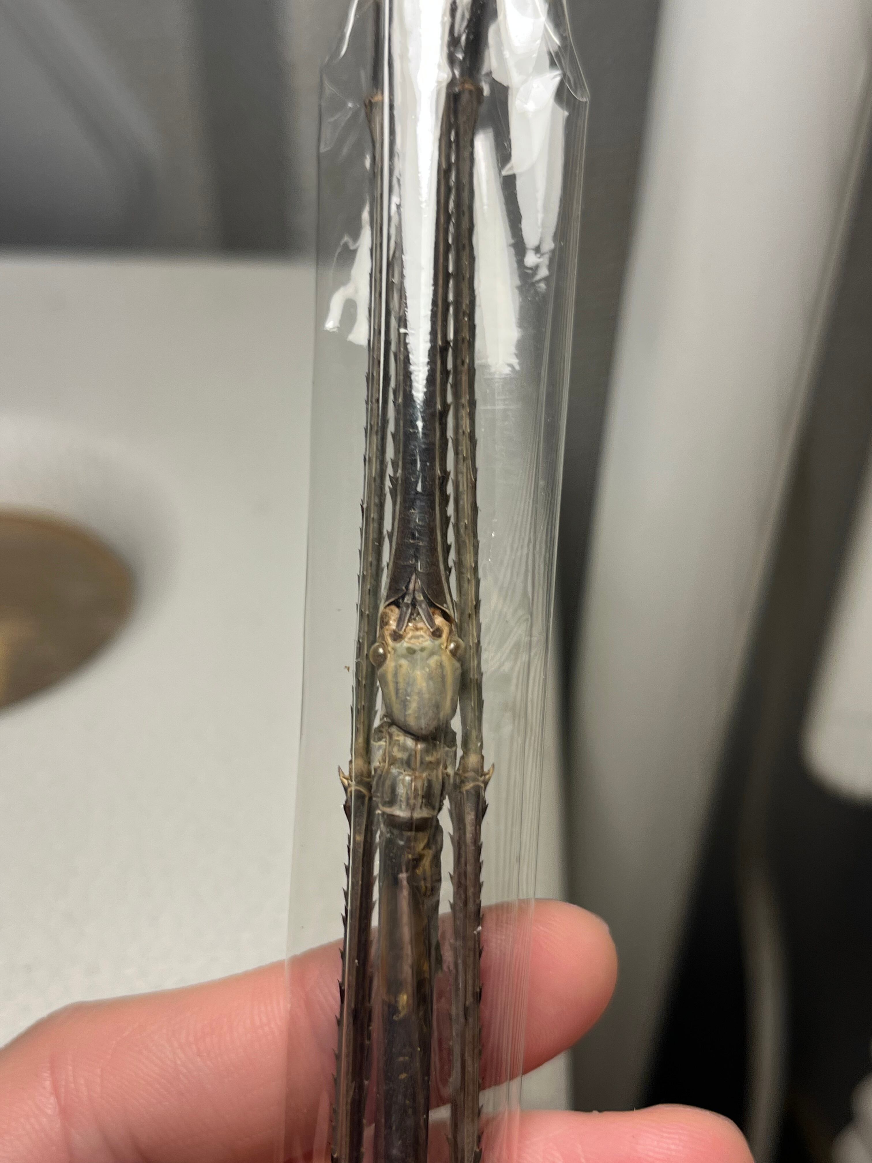 昔七節最長種】Phobaeticus serratipesナナフシ 標本 昔七節最長種