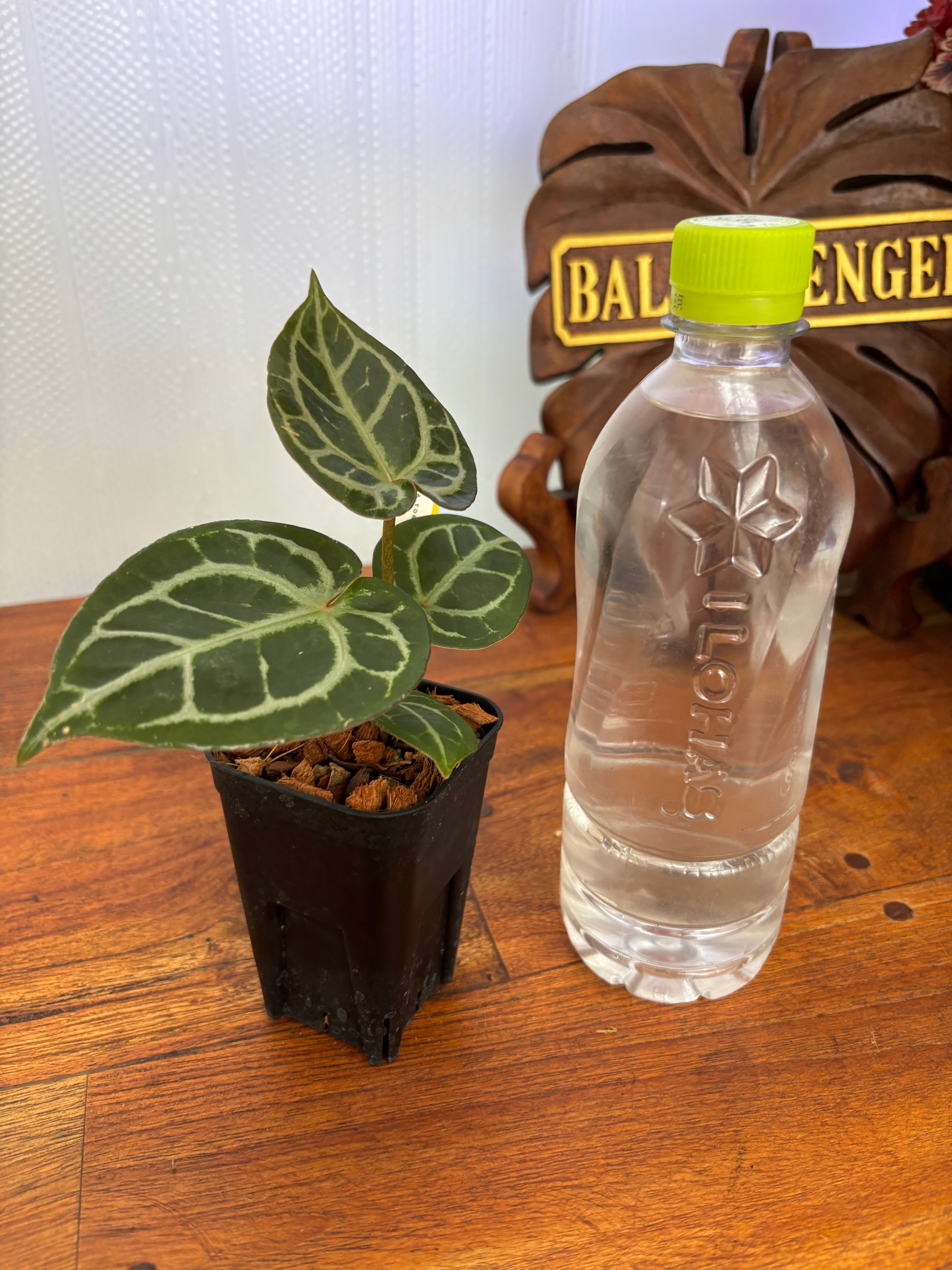 Anthurium | BALI-AN 園芸