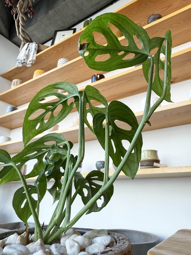 モンステラ・ラニアータ