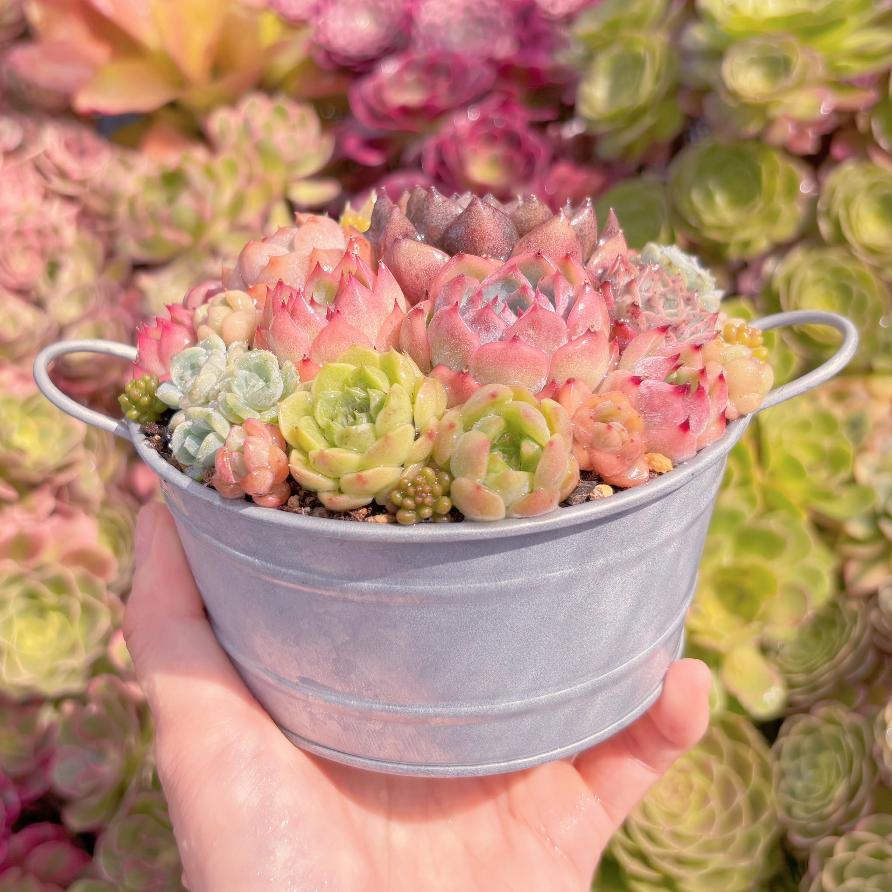 現品 寄せ植えセット#K537 るる農園 | るる農園~多肉植物専門