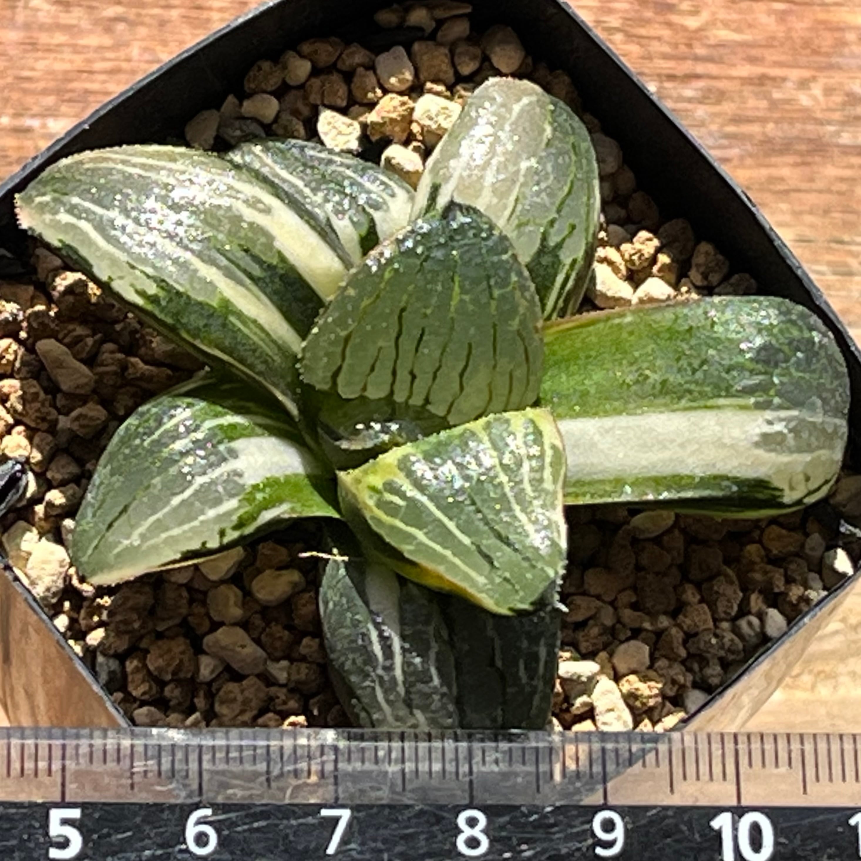 ハオルチア 日月潭錦 | mocono_plants