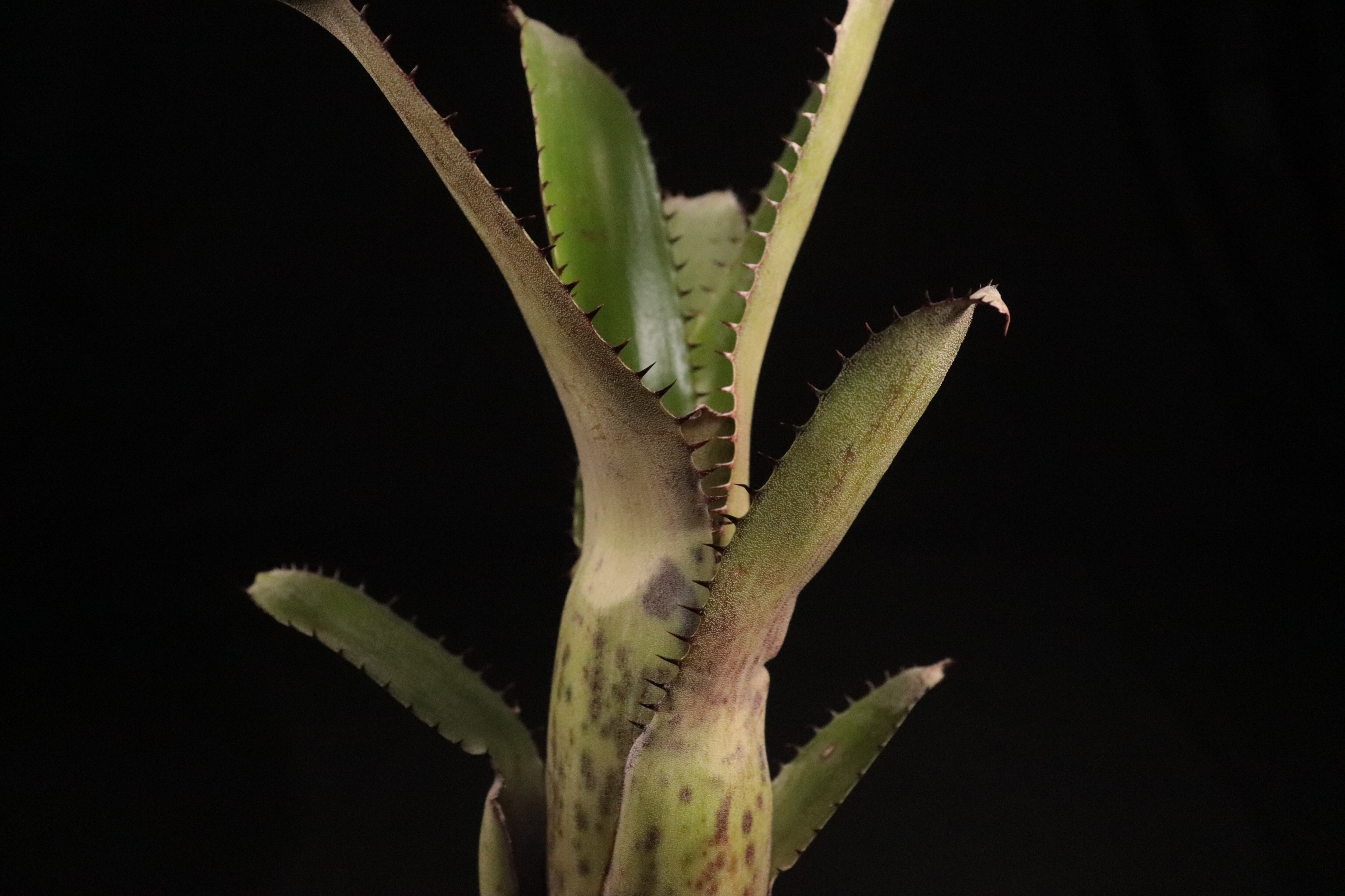 送料無料】Aechmea 'Jack'〔エクメア〕現品発送A0061 | plane plants