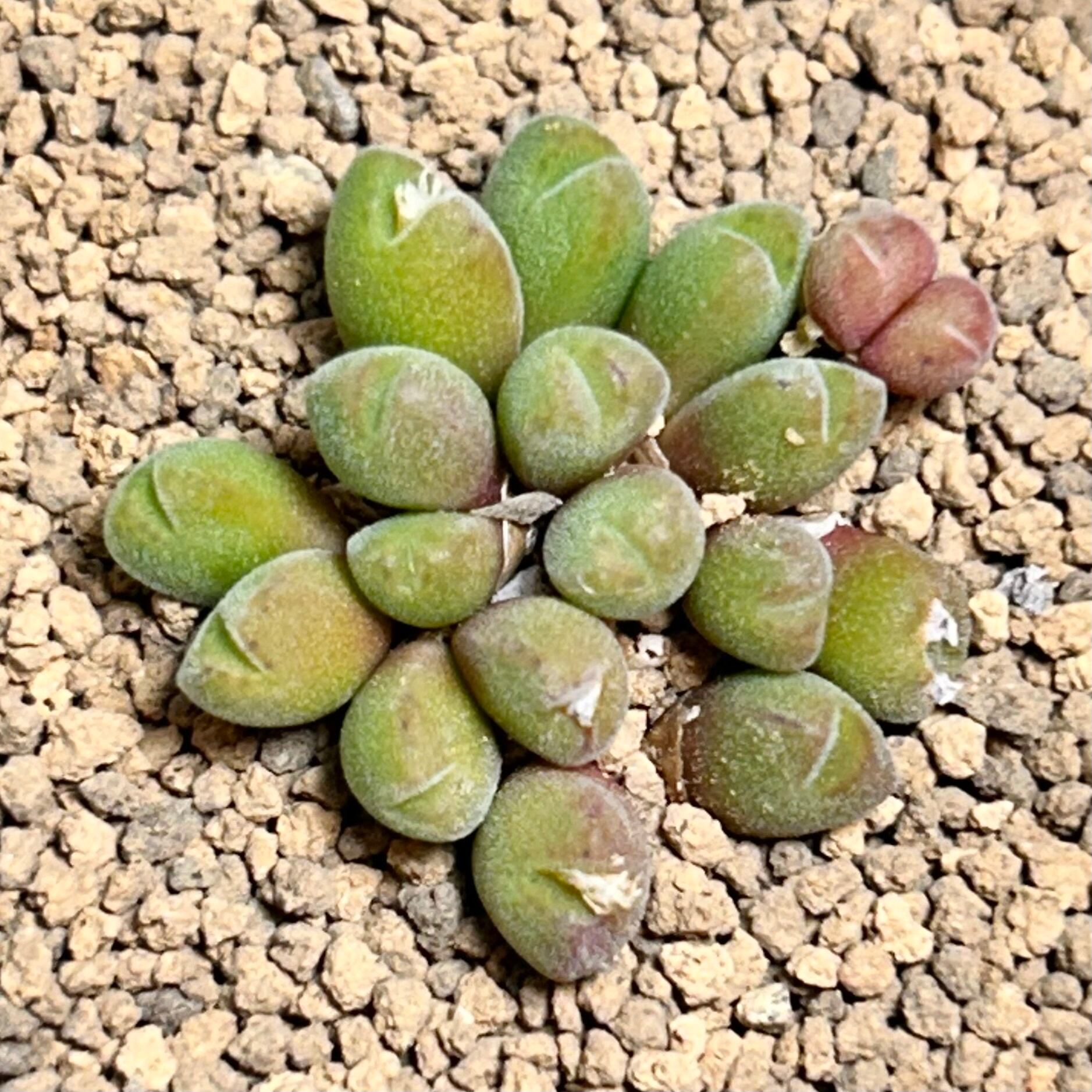 コノフィツム | RuPo 多肉植物専門店