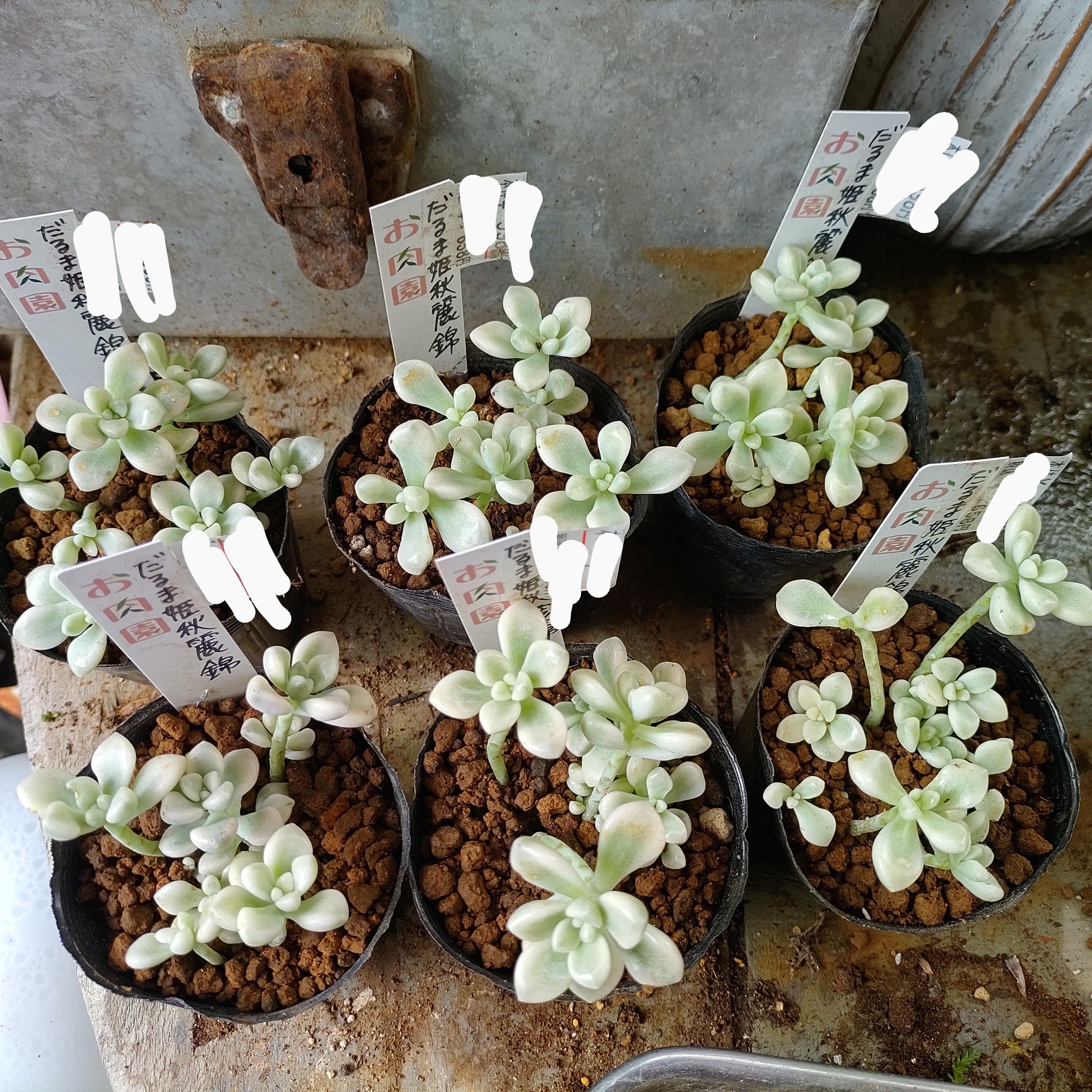 だるま姫秋麗錦 | RuPo 多肉植物専門店