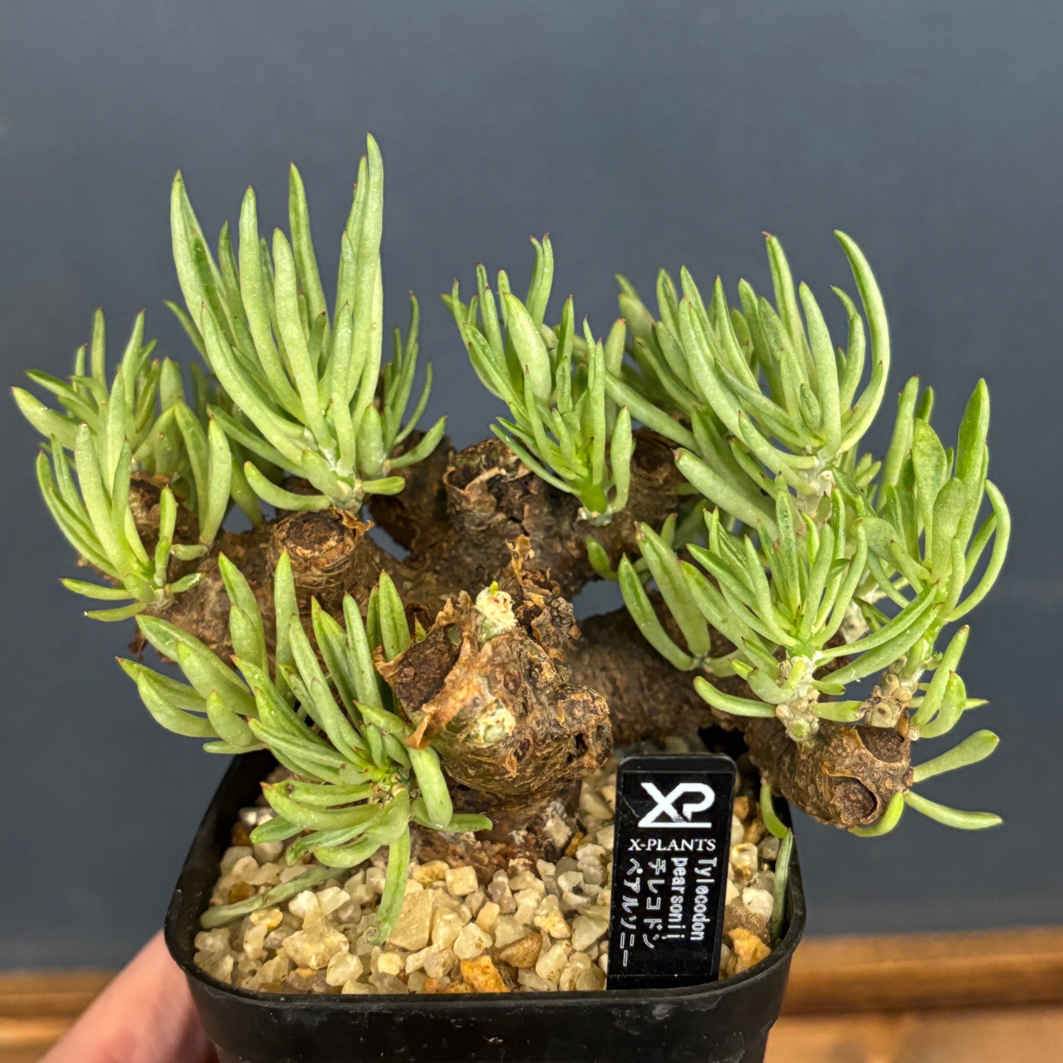 塊根植物 | PROTOLEAF プロトリーフ