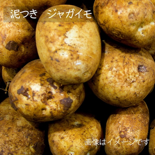 新鮮な秋野菜 ： ジャガイモ　約600ｇ　9月の朝採り直売野菜　9月5日発送予定