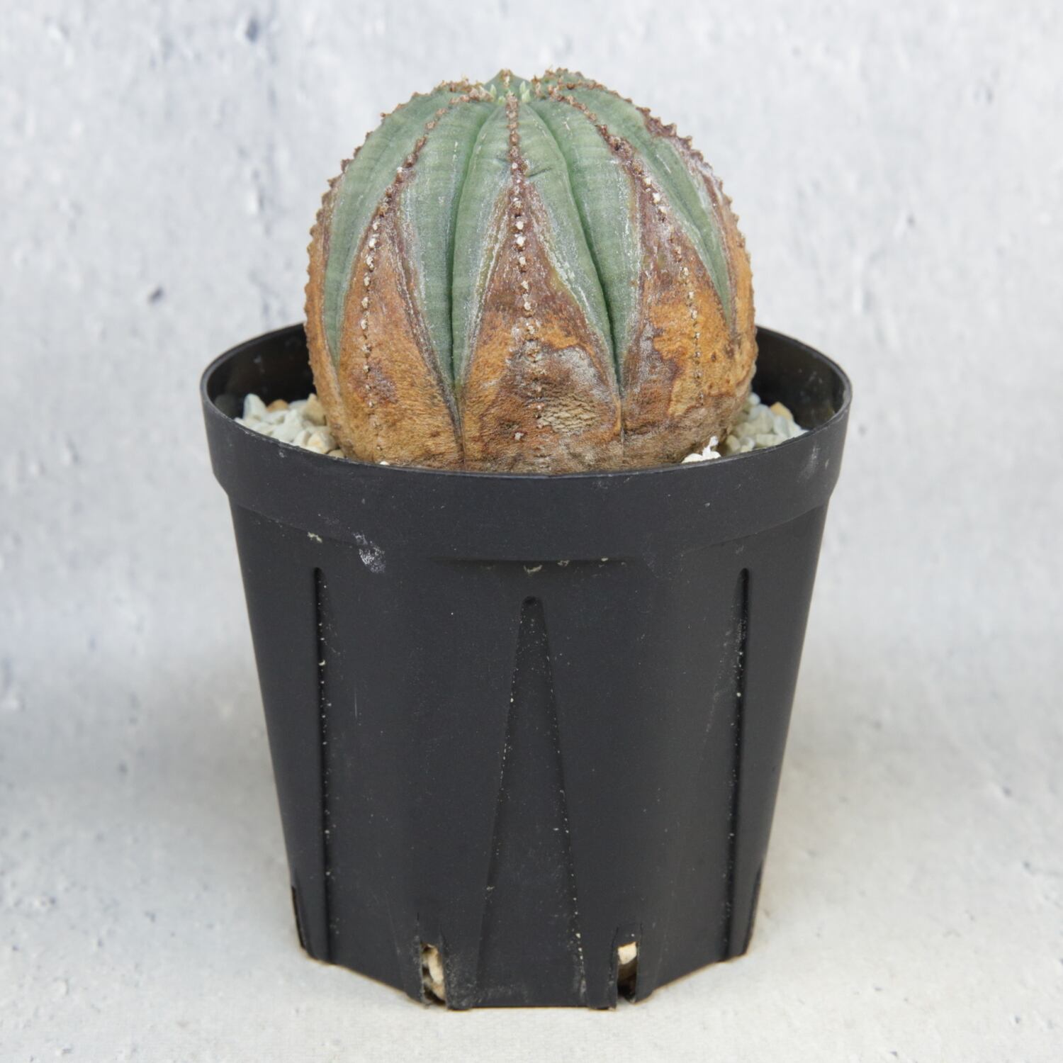 メス株 美模様 木質化 オベサ / ユーフォルビア | LIGHTHOUSE