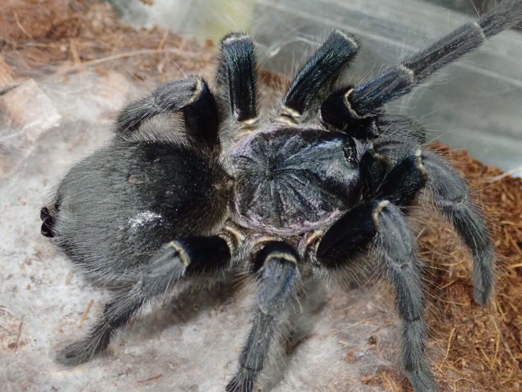 Tarantula タランチュラ | Bebe Rep. 奇蟲部門
