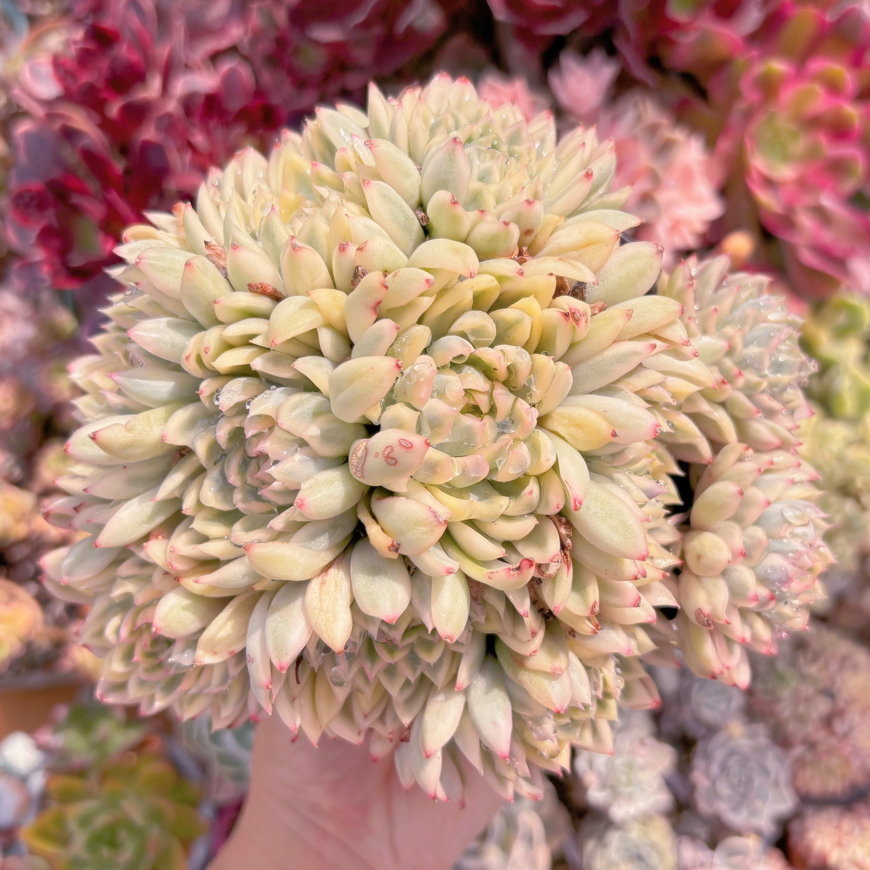 現品　女雛錦#B44　新入荷　るる農園