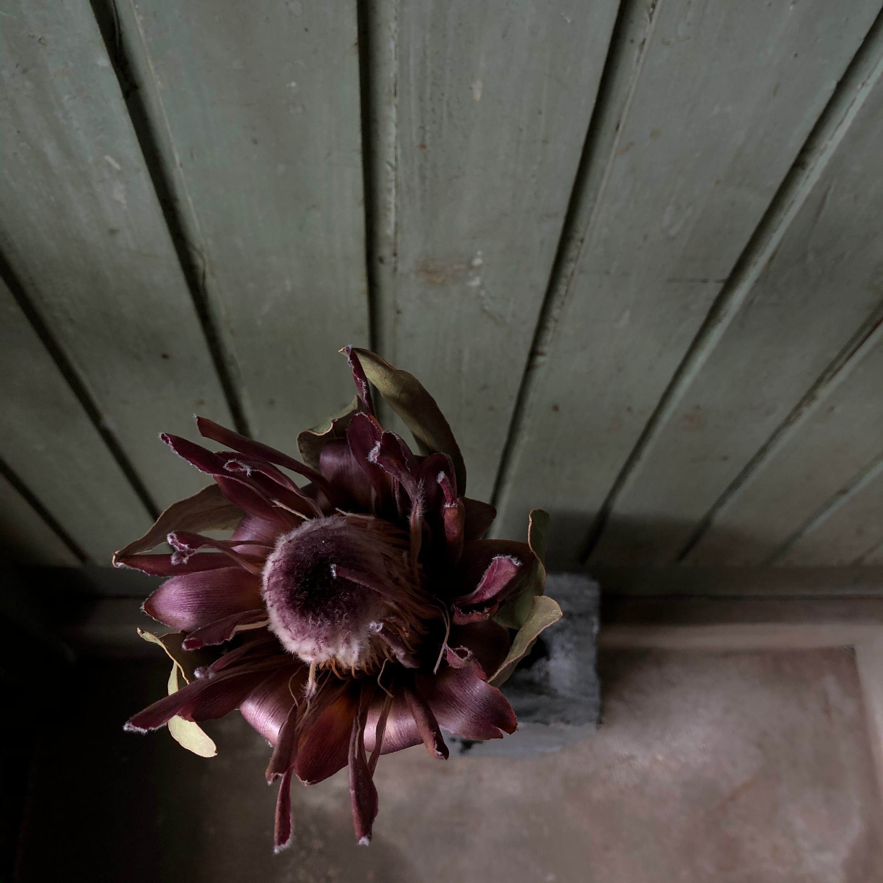 プロテア ピンクアイス ドライフラワー | MEmENTO Dried flower