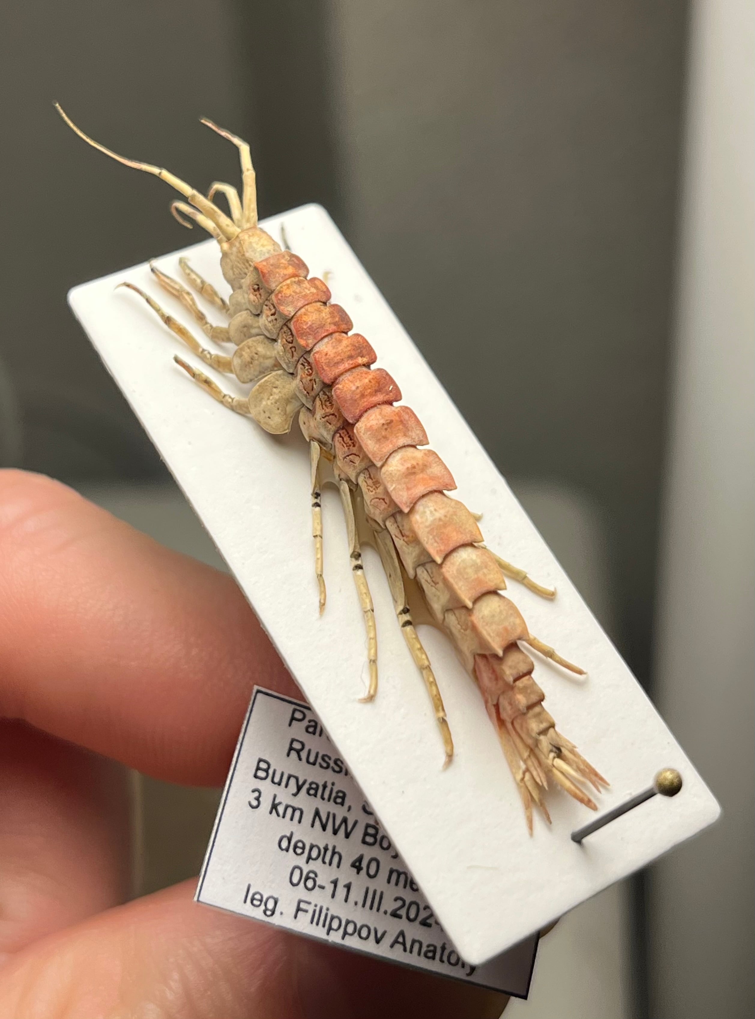 甲殻類 | オモニキチュウ