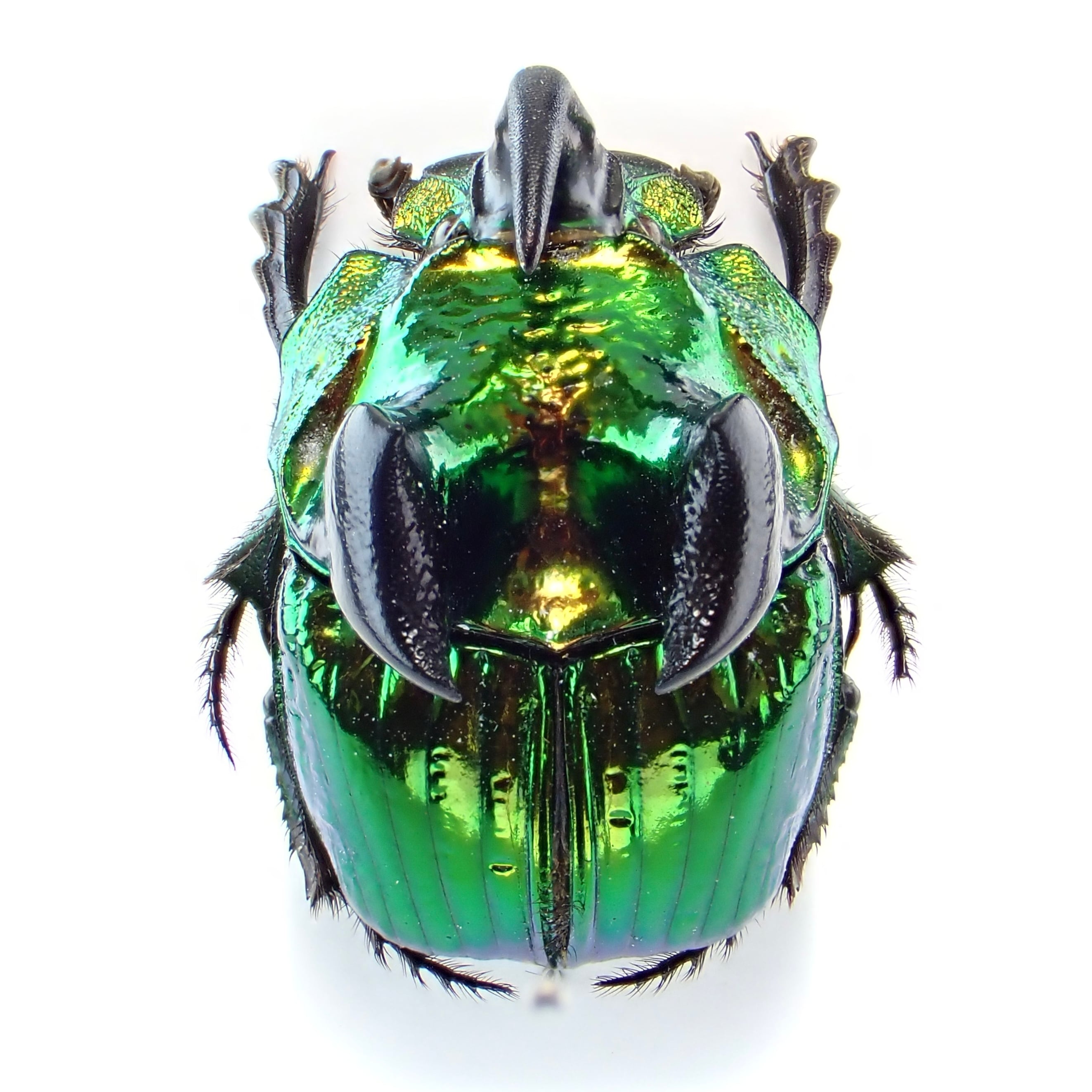 メキシコ産 Phanaeus demon ♂ 19mm XL | 昆虫標本 Diggers & Rollers