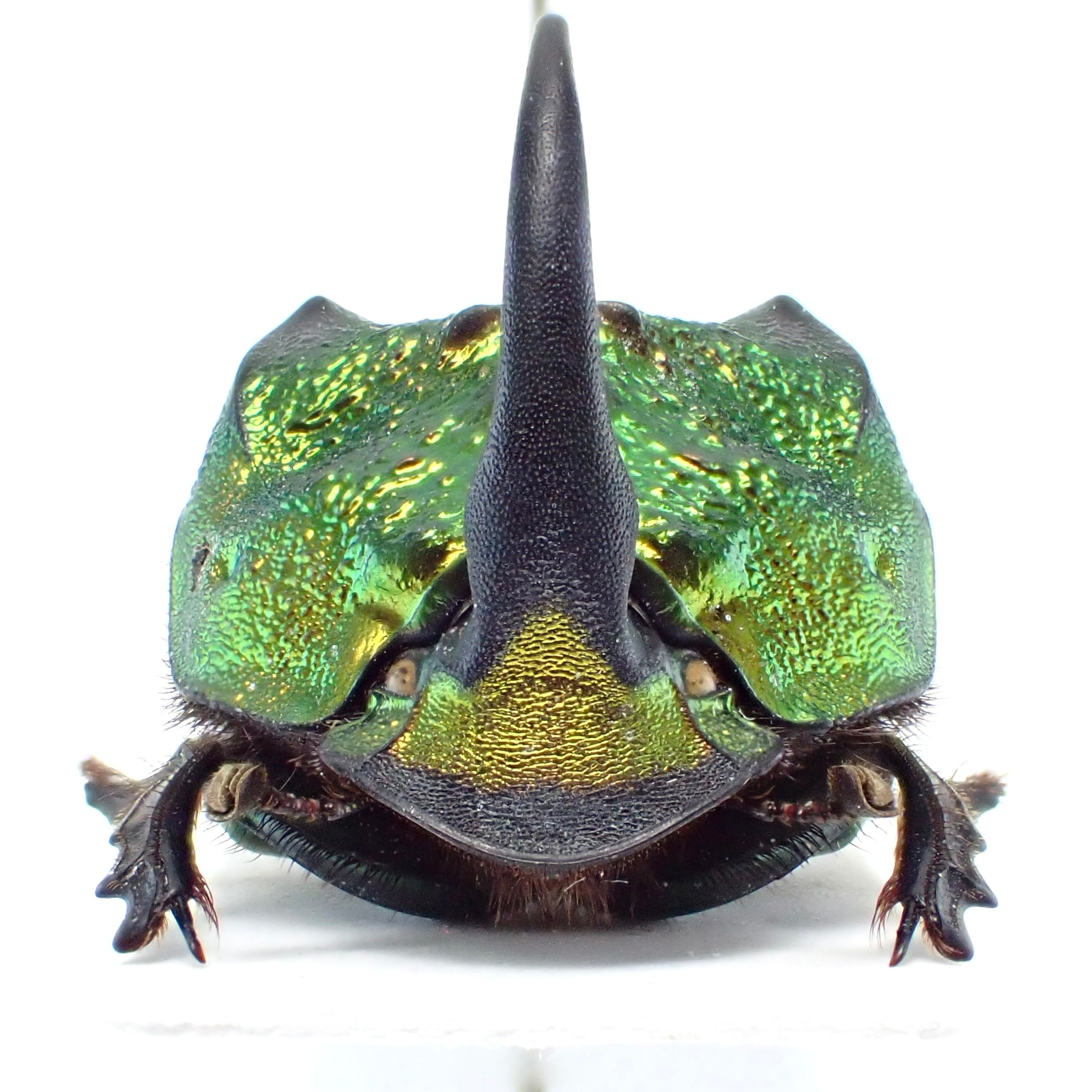 メキシコ産 Phanaeus mexicanus ♂ 22mm 緑橙 XL | 昆虫標本 Diggers