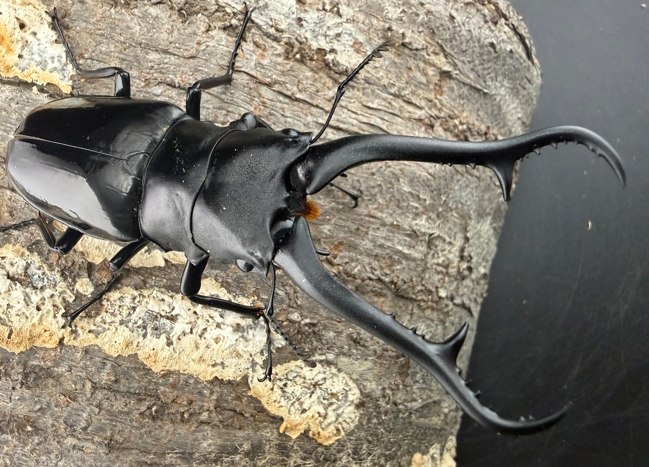 【WF1】《ギラファノコギリ亜種ダイスケ ネグロス島産 97.5mm ペア》