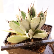 【PREMIUM】 抜き苗 キュービック 長期LED管理 美株 Agave potatorum 'Cubic'