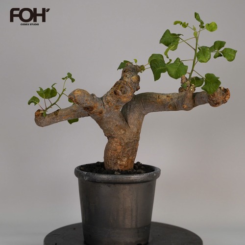 F34 コミフォラ ドレイクブロックマニー  発根済み 現地球 ソマリア産