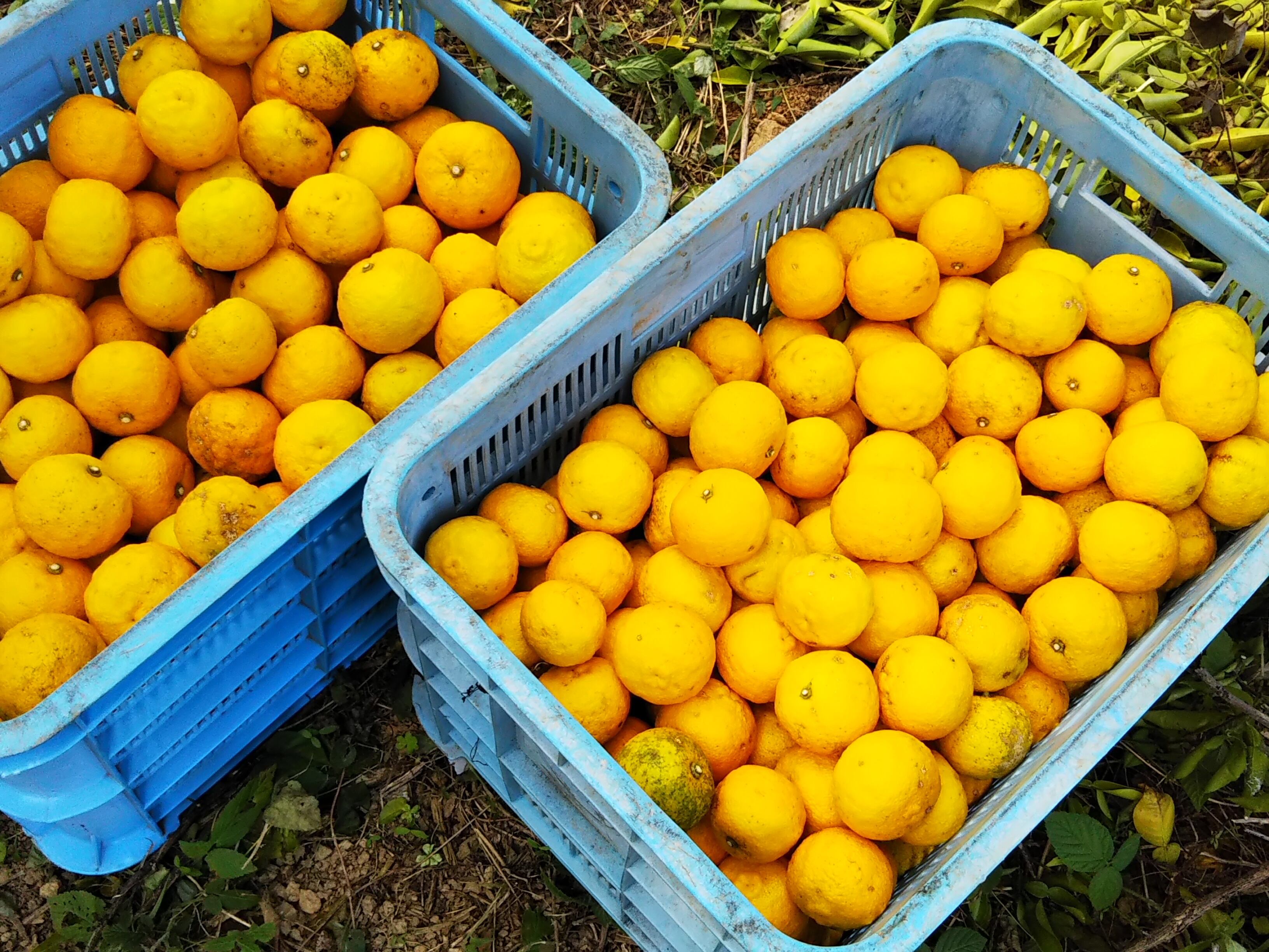 【産地直送】徳島県産ゆず 5kg (栽培期間中農薬不使用)