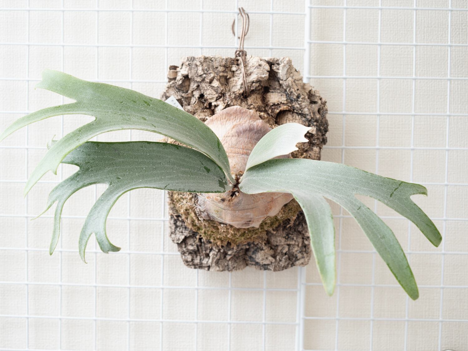 P.E-1 (Bifurcatum sp. white) OC PUP / ビカクシダ E-1子株 25−005