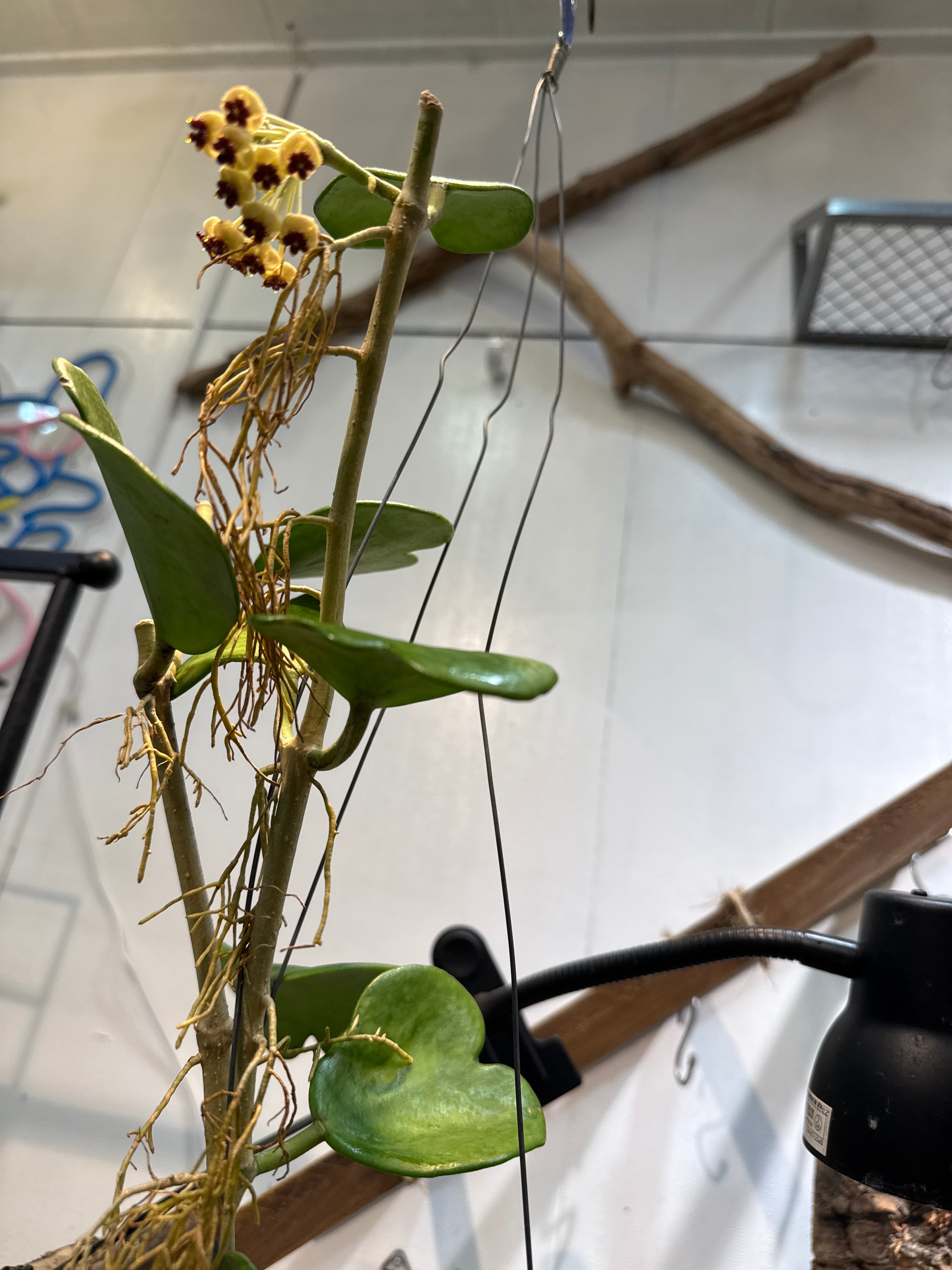 ホヤ ケーリー 内斑入り (bloom 花座あり) | Gardenえん 【観葉熱帯植物】