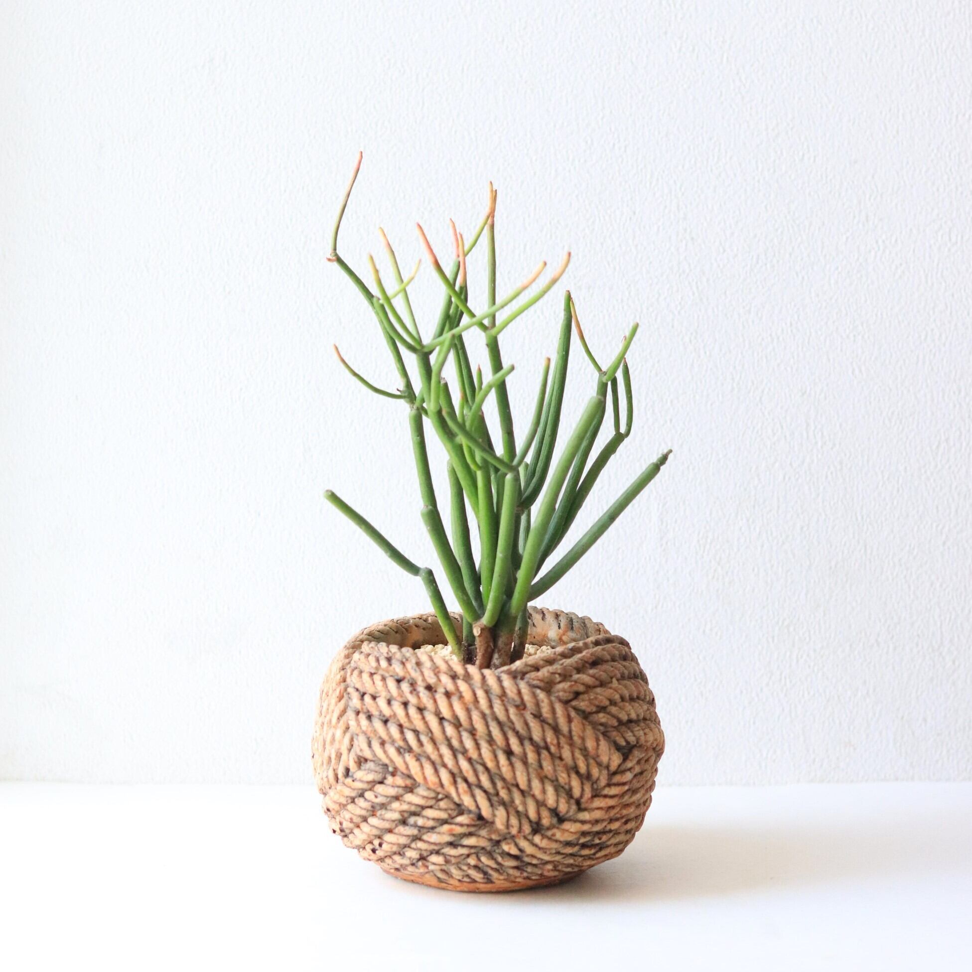 【グリーン】リプサリス