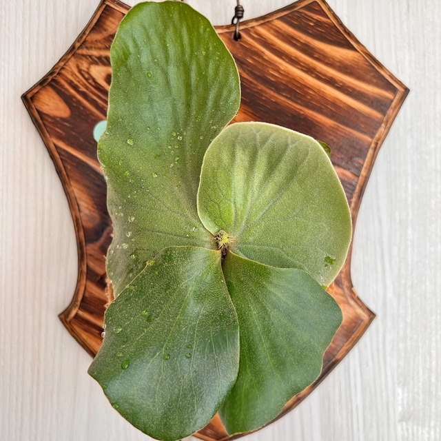 ビカクシダ エレファントティス 子株 板付 【観葉植物 壁掛け コウモリラン】