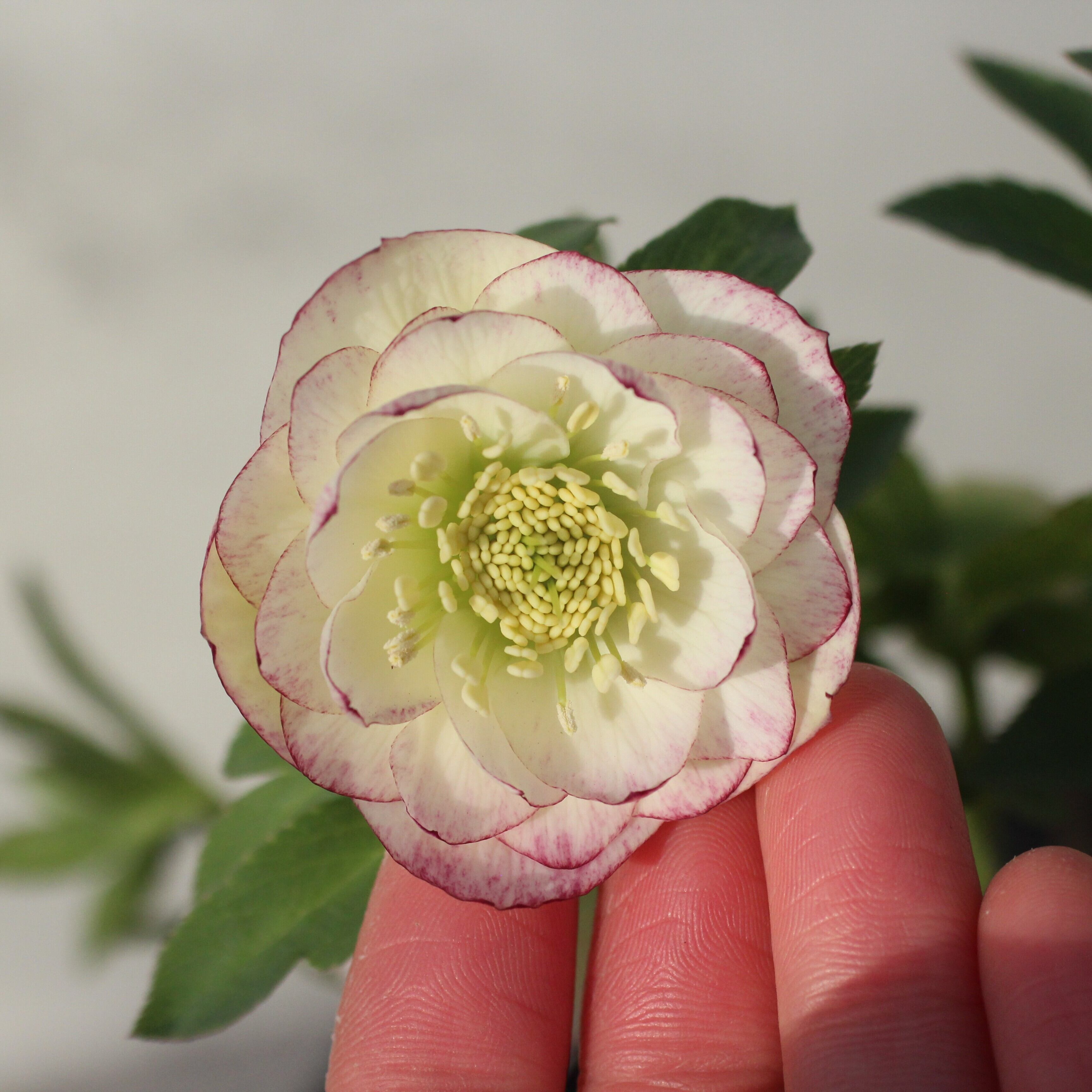 WS26-080 クリスマスローズ ウィンターシンフォニー 小輪系ピコティ