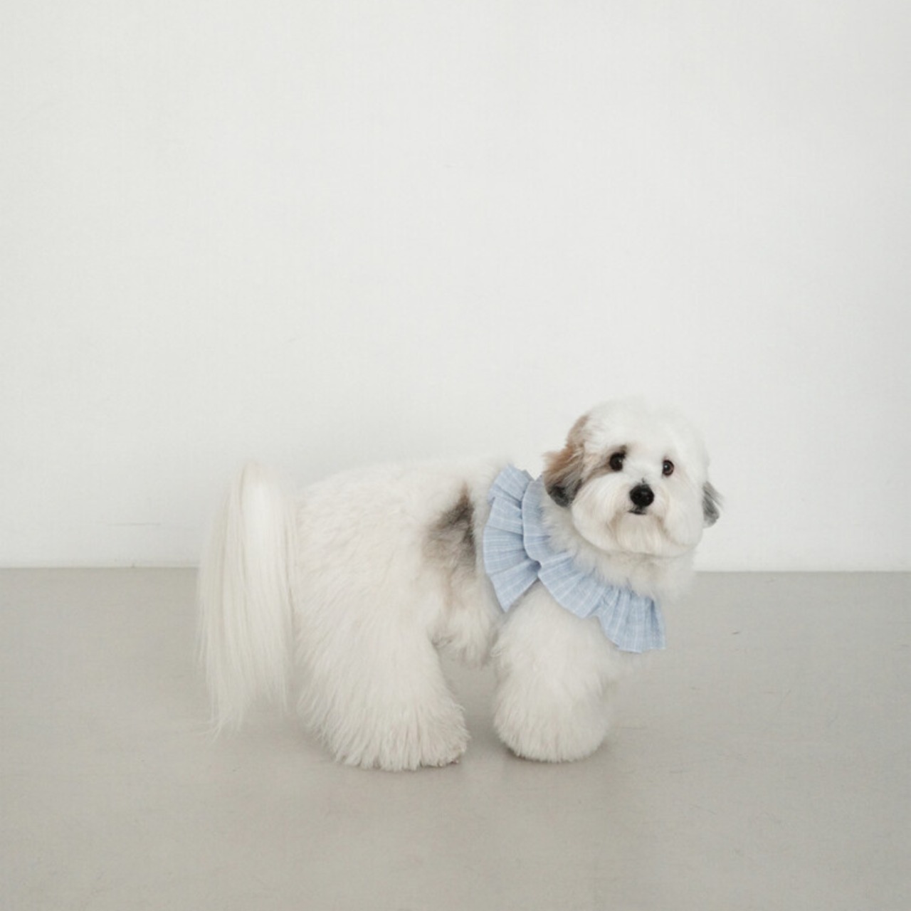 【予約】[ OHDIBS ] CAPENESS leash｜NO.17 _Babyblue check - 3