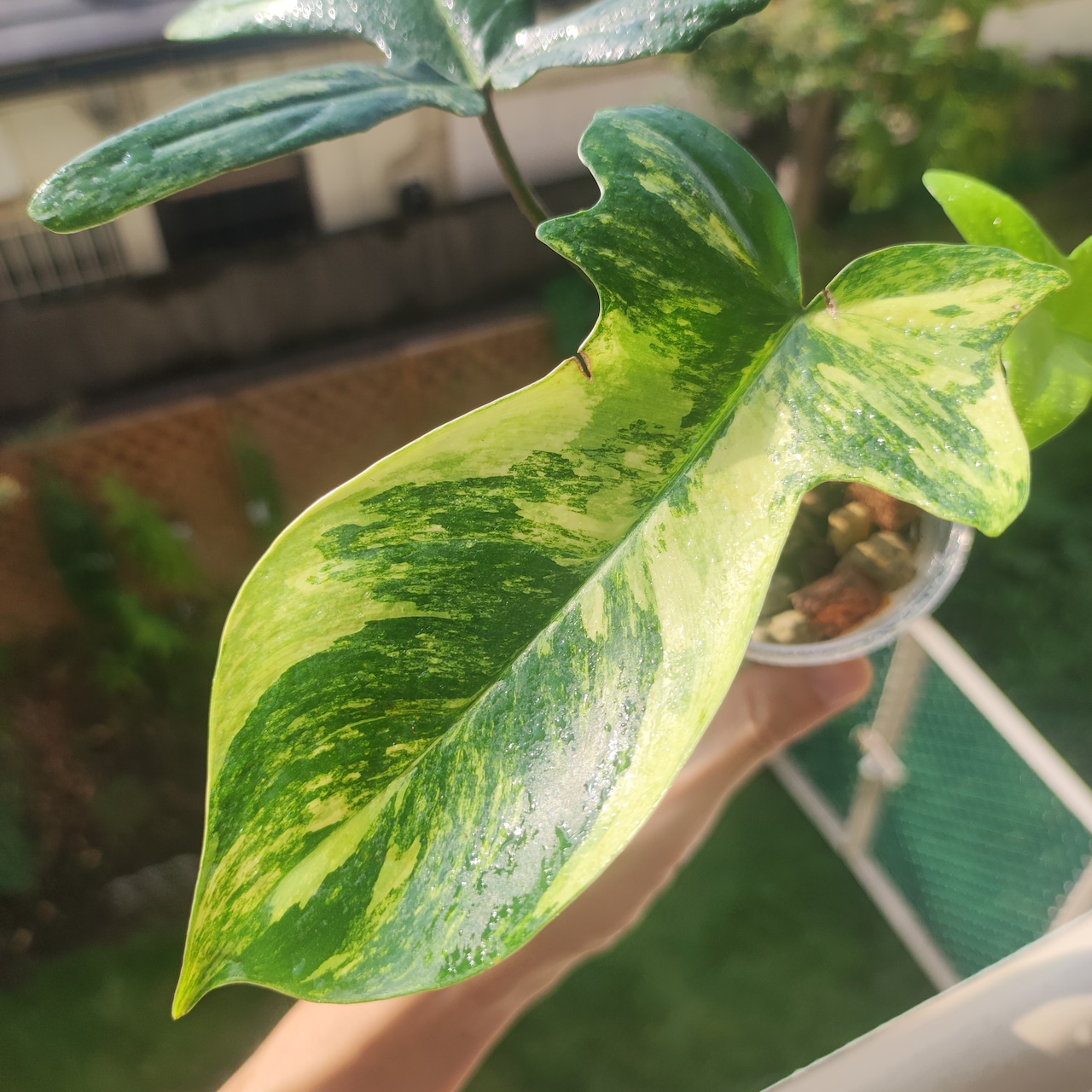 フィロデンドロン フロリダビューティー / Philodendron Florida beauty④