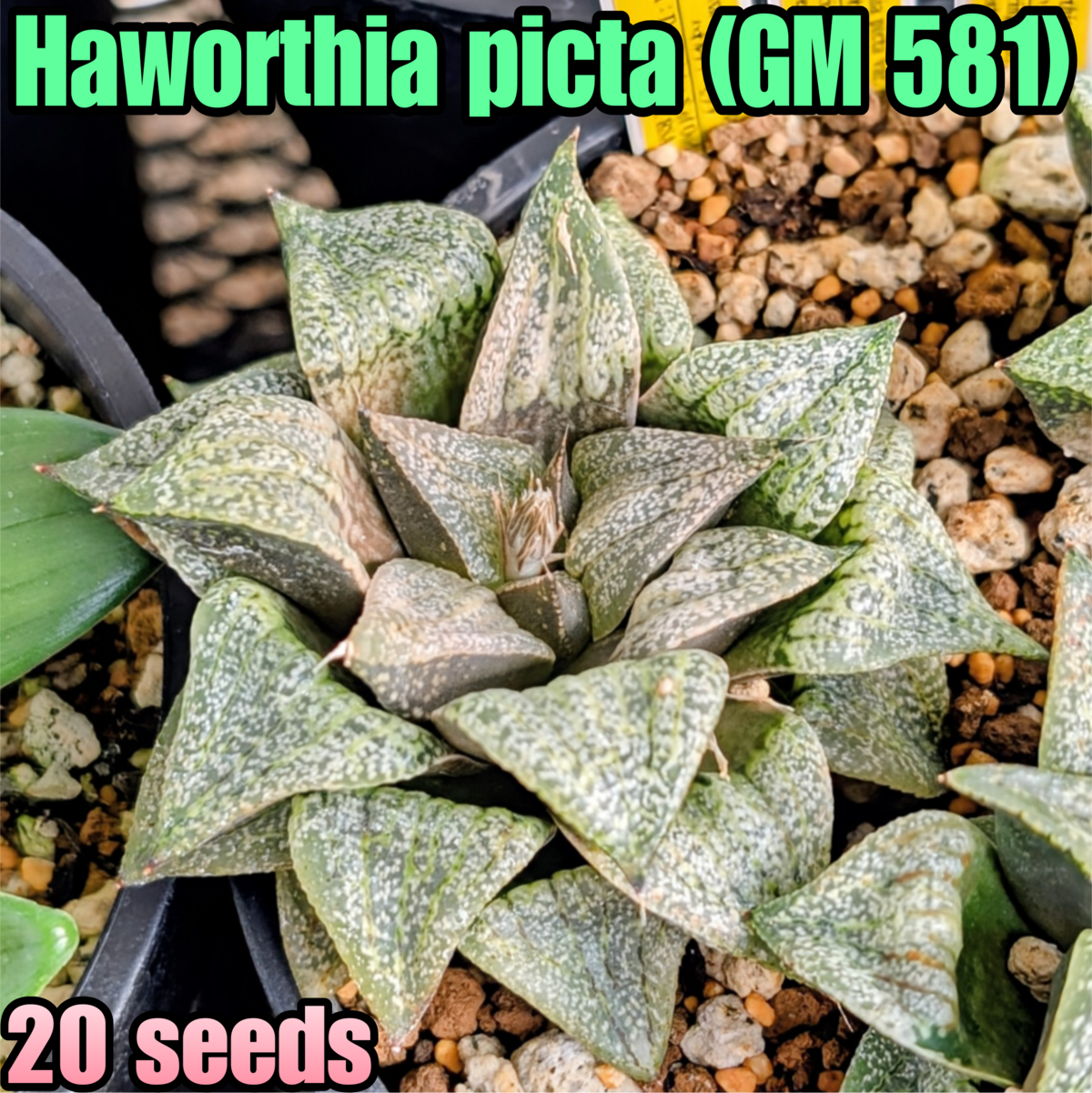 未繁殖 ピクタ銀河実生 黄金ノリ斑 多肉植物 ハオルチア アロエ ピクタ