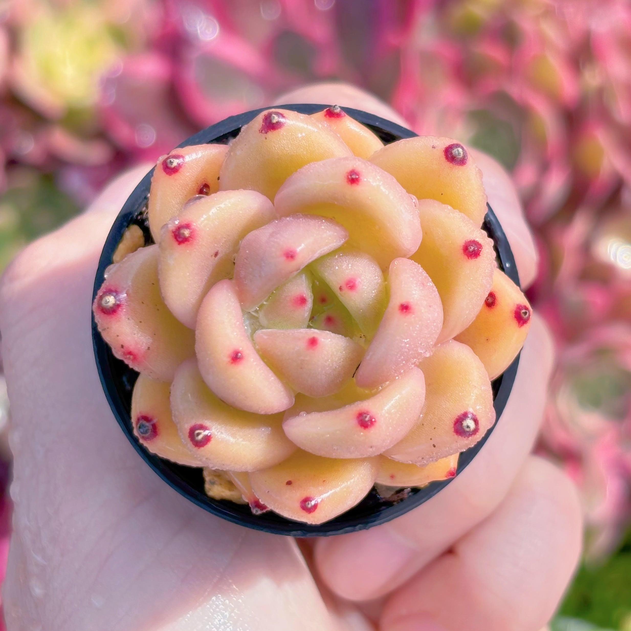多肉植物　ゴールドシャンパン　新入荷　るる農園