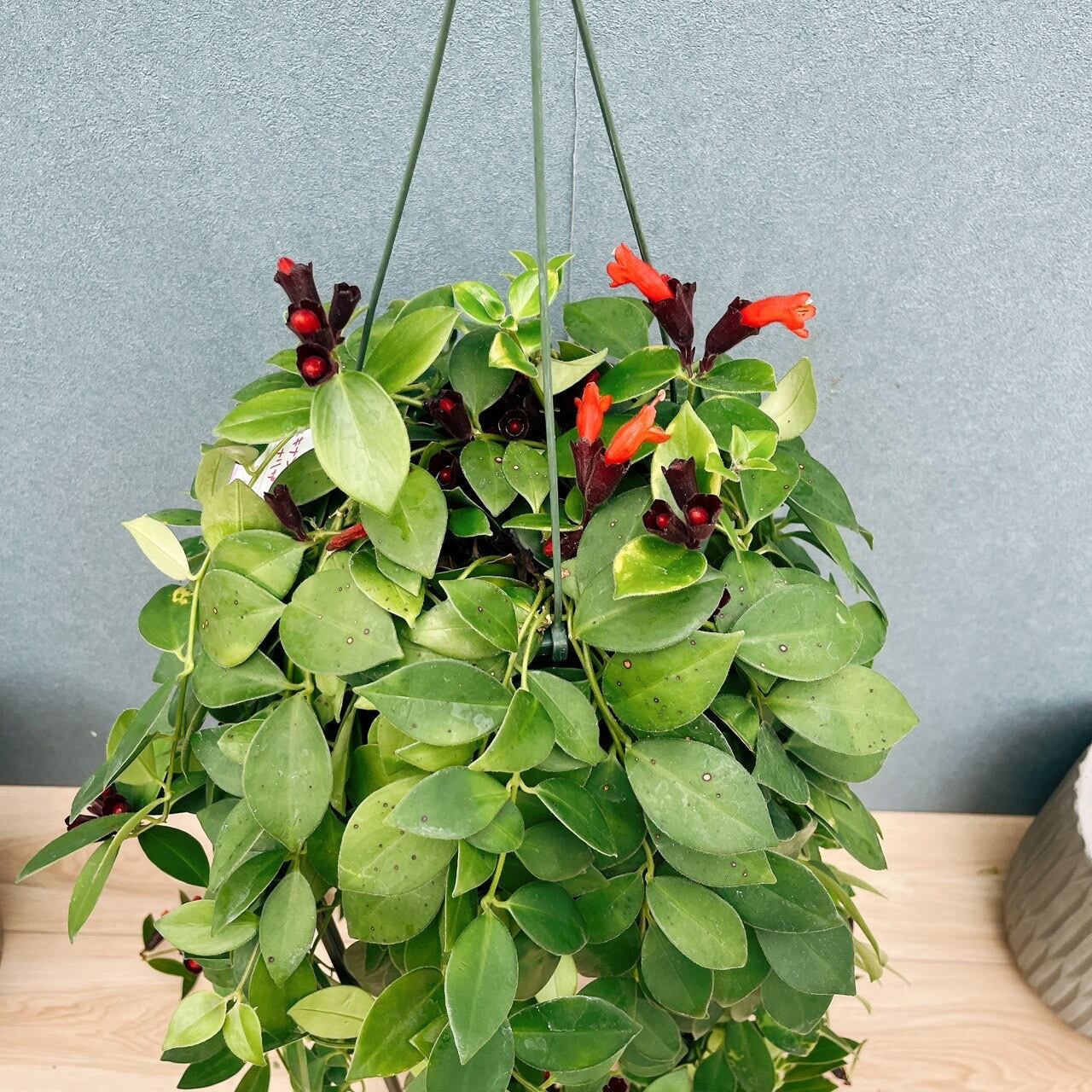 現品］51番 エスキナンサス モナリザ 5号 観葉植物 室内 吊り下げ