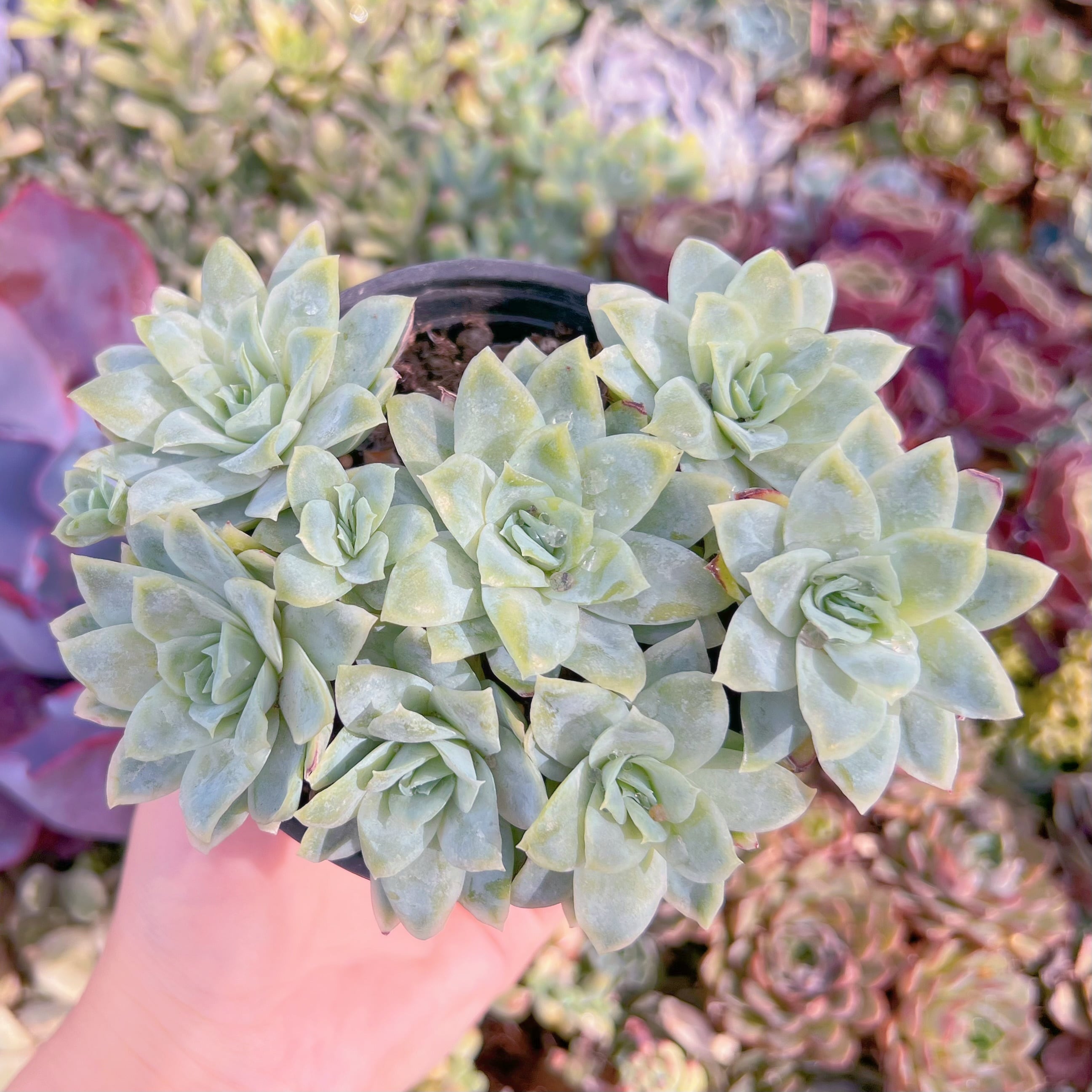 現品　ラズベリーアイス錦#M283　群生　るる農園