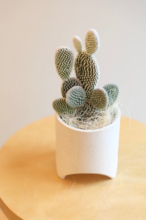 バニーカクタス/Bunny Ears Cactus　※陶器鉢カバー付き  #水やり頻度が少ない