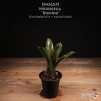 【送料無料】Neoregelia 'Domino'〔ネオレゲリア〕現品発送N0457