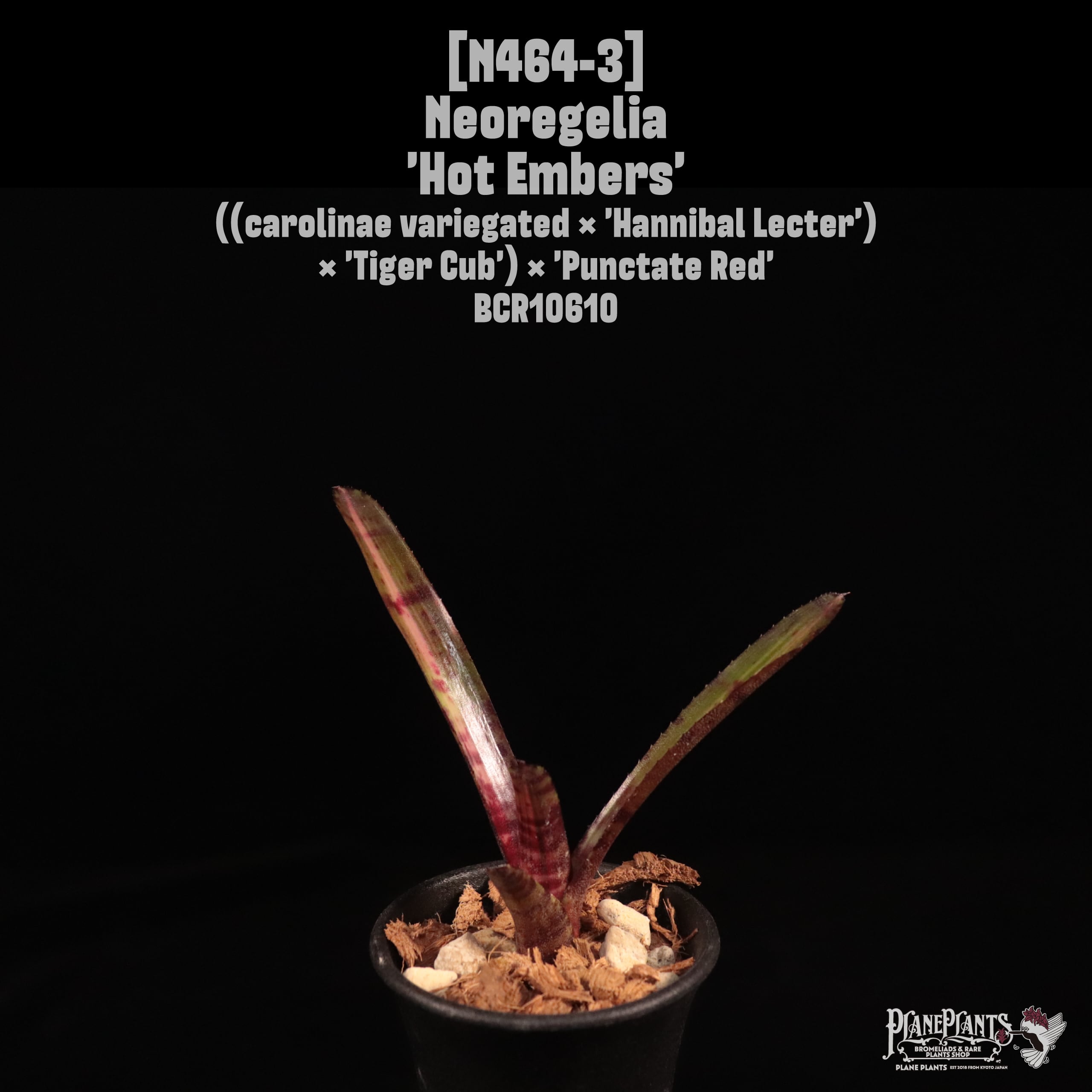 Neoregelia 'Hot Embers'〔ネオレゲリア〕N464-3
