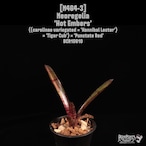 Neoregelia 'Hot Embers'〔ネオレゲリア〕N464-3