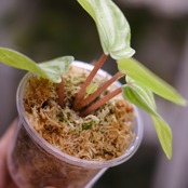 Peperomia argyreia variegated / 極斑入り スイカペペロニア⑥│観葉植物