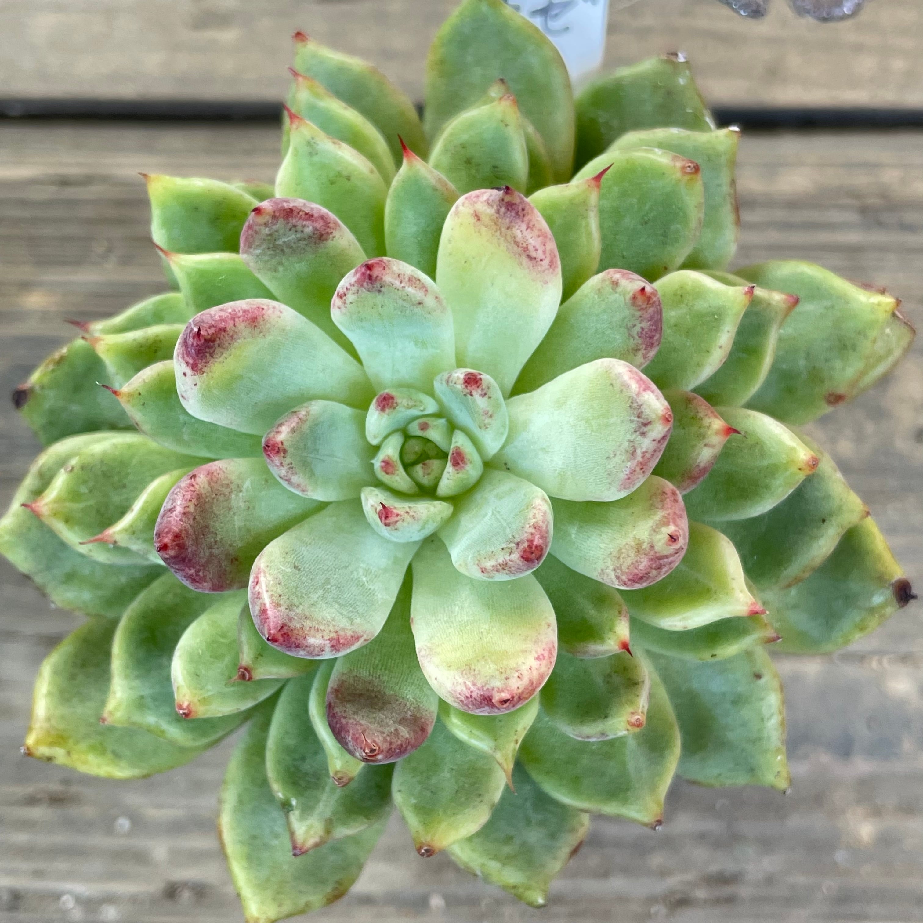 売却済み　　多肉植物 リエール苗　ブラックチップ 売却済み 多肉植物 リエール苗 ブラックチップ 売却済み 多肉植物