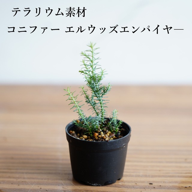 コニファー"エルウッズ エンパイヤー"｜苔テラリウム作製用素材◆テラリウム盆栽