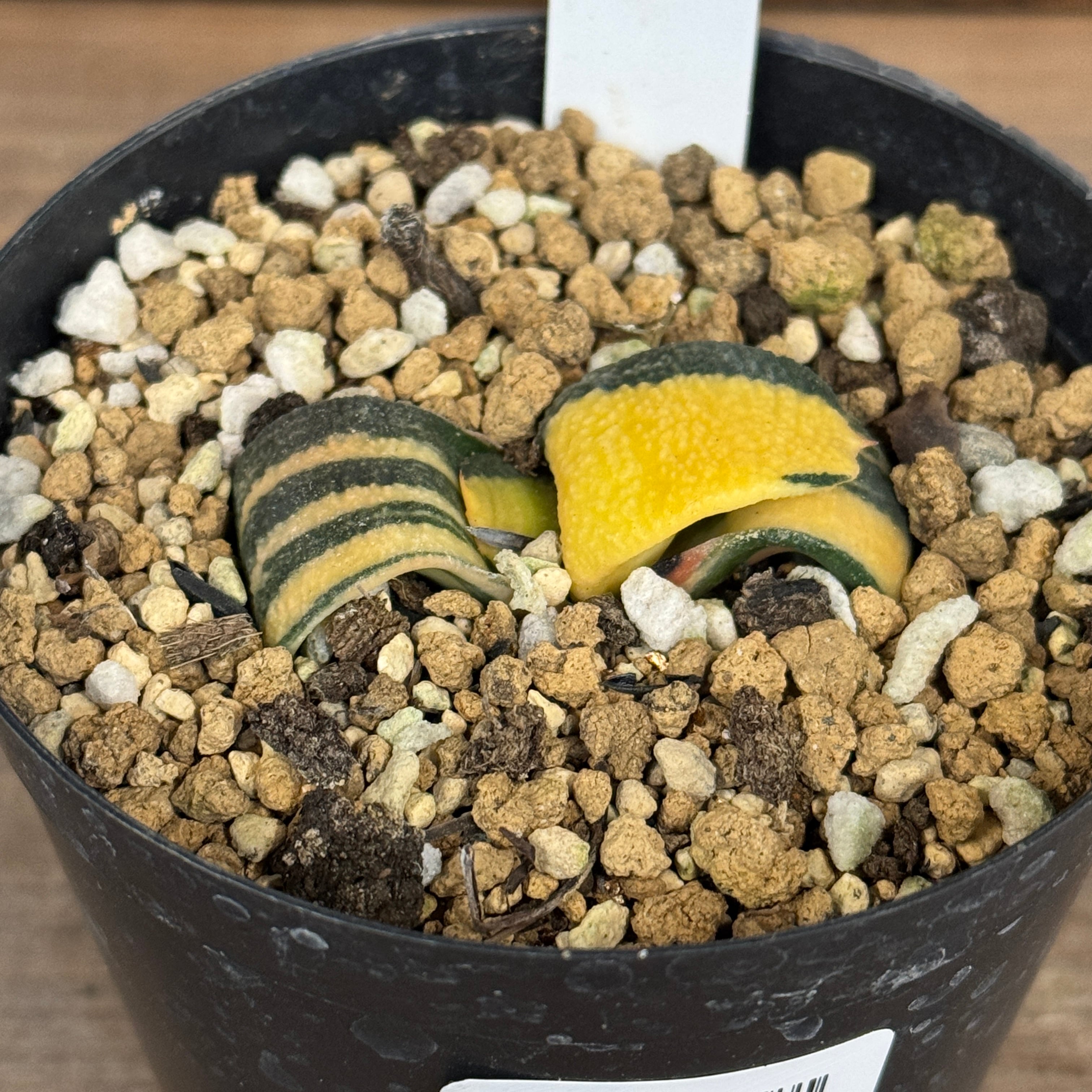 ガステリア 臥牛錦【896】 | PROTOLEAF プロトリーフ