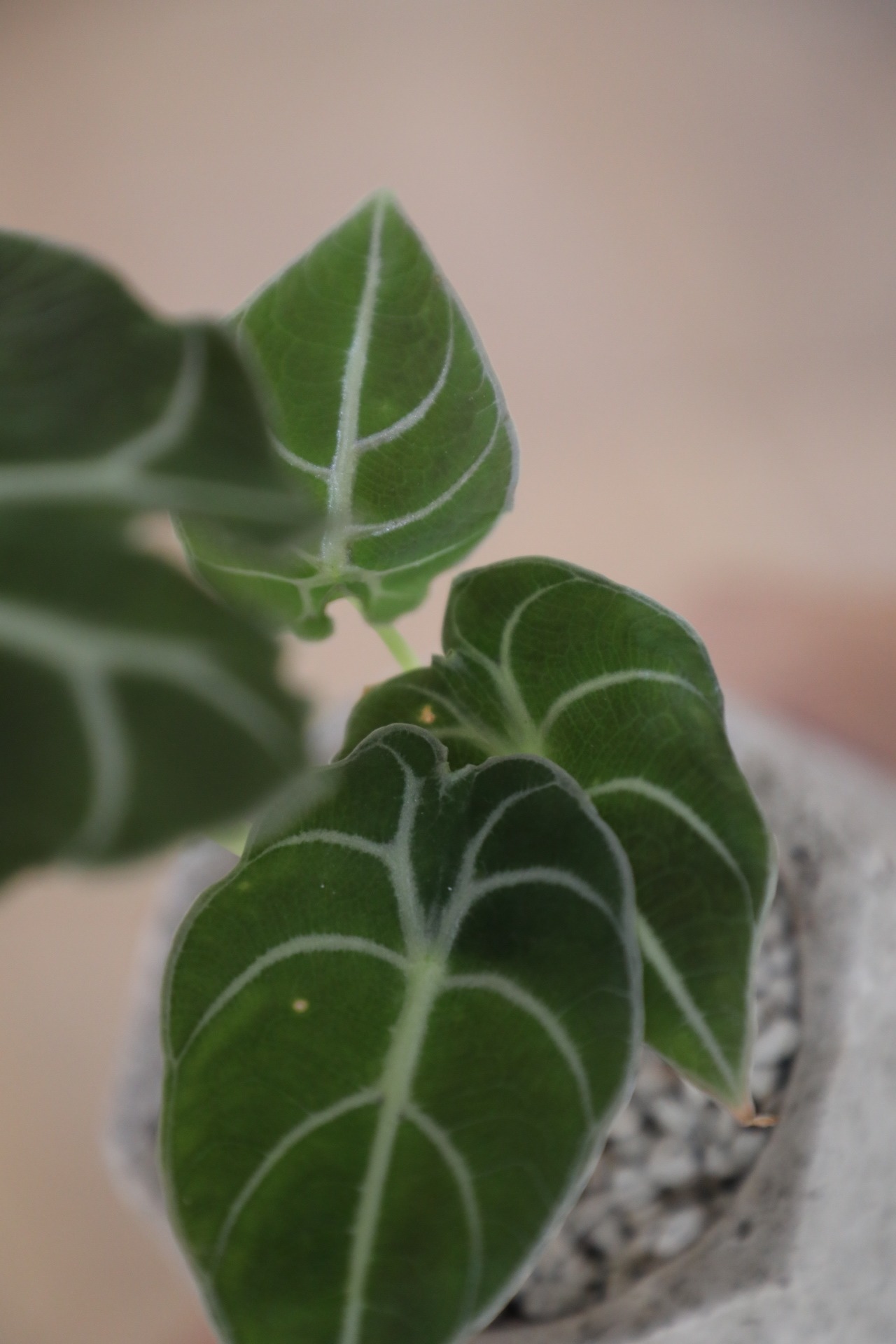 【S】アロカシア ワトソニア/Alocasia Watsoniana　※陶器鉢付き