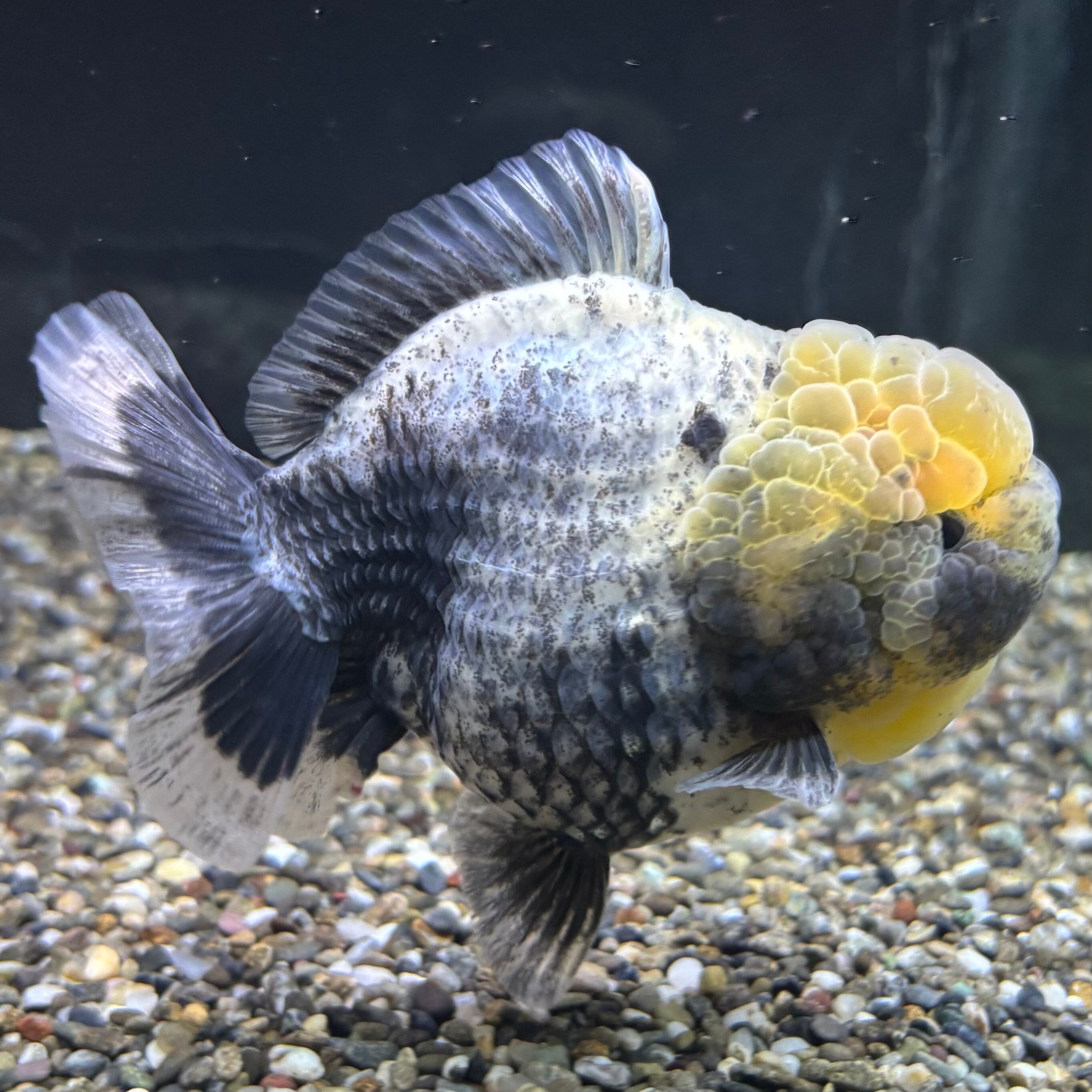 さかな フロントフェアリング フロント ZX10R 2004 2005用 テール後ろ