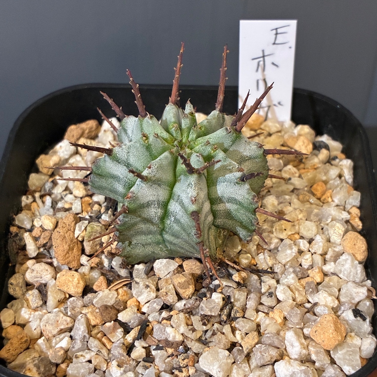 【新着3日限定10%OFF】ユーフォルビア　ホリダ【339】