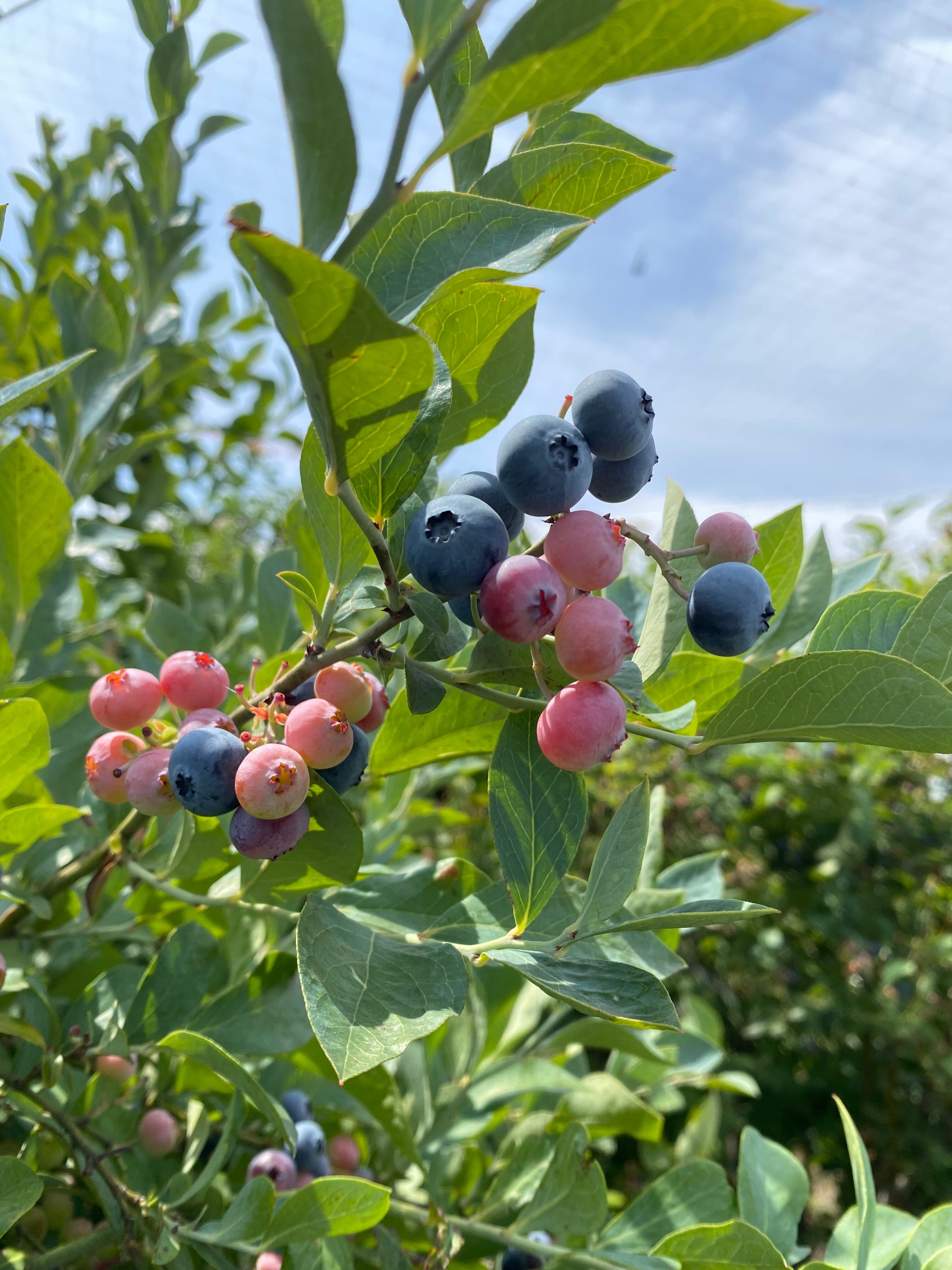 ブルーベリージャム