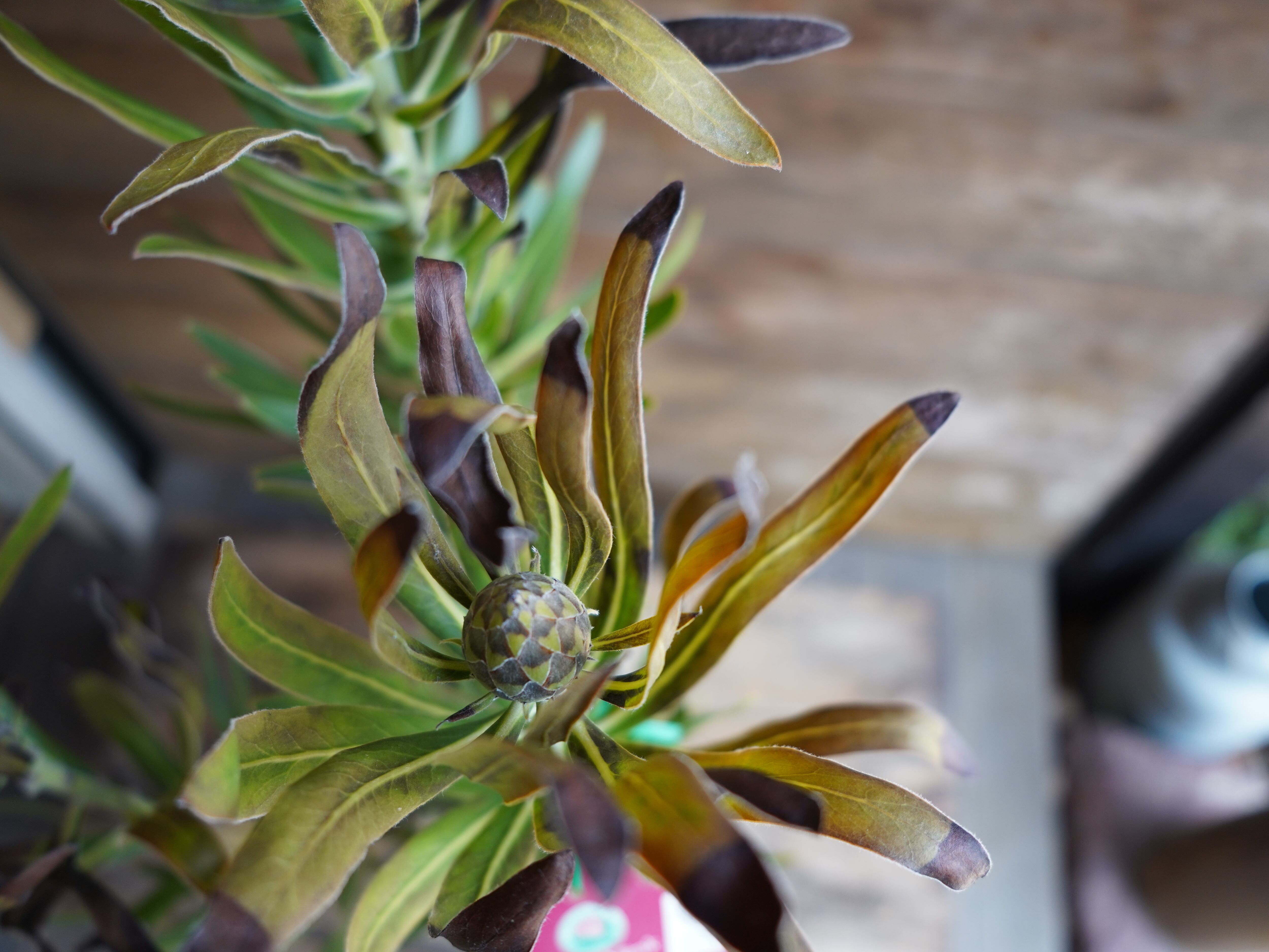 【現物】プロテア "ピンクミンク" B 3F ※葉先痛みあり