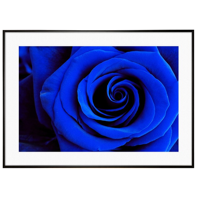 花写真 青いバラ(薔薇・ブルーローズ)  インテリアアートポスター額装 AS2732