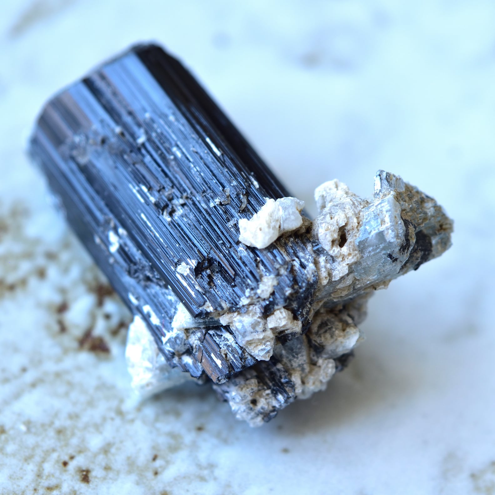 貴重ブルーベリーマイカ